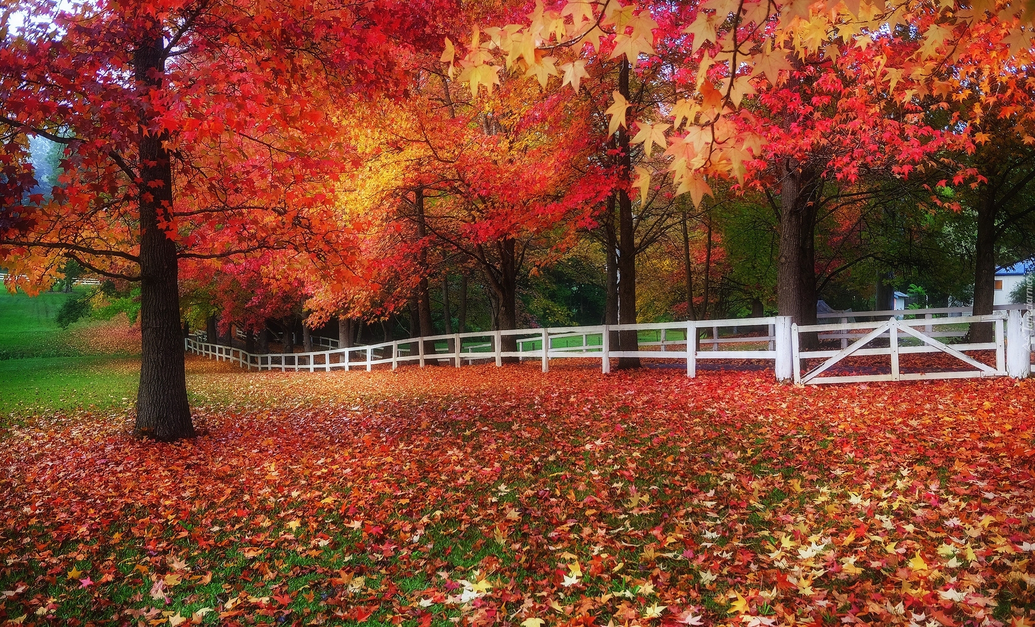 Park, Drzewa, Jesień, Liście, Ogrodzenie