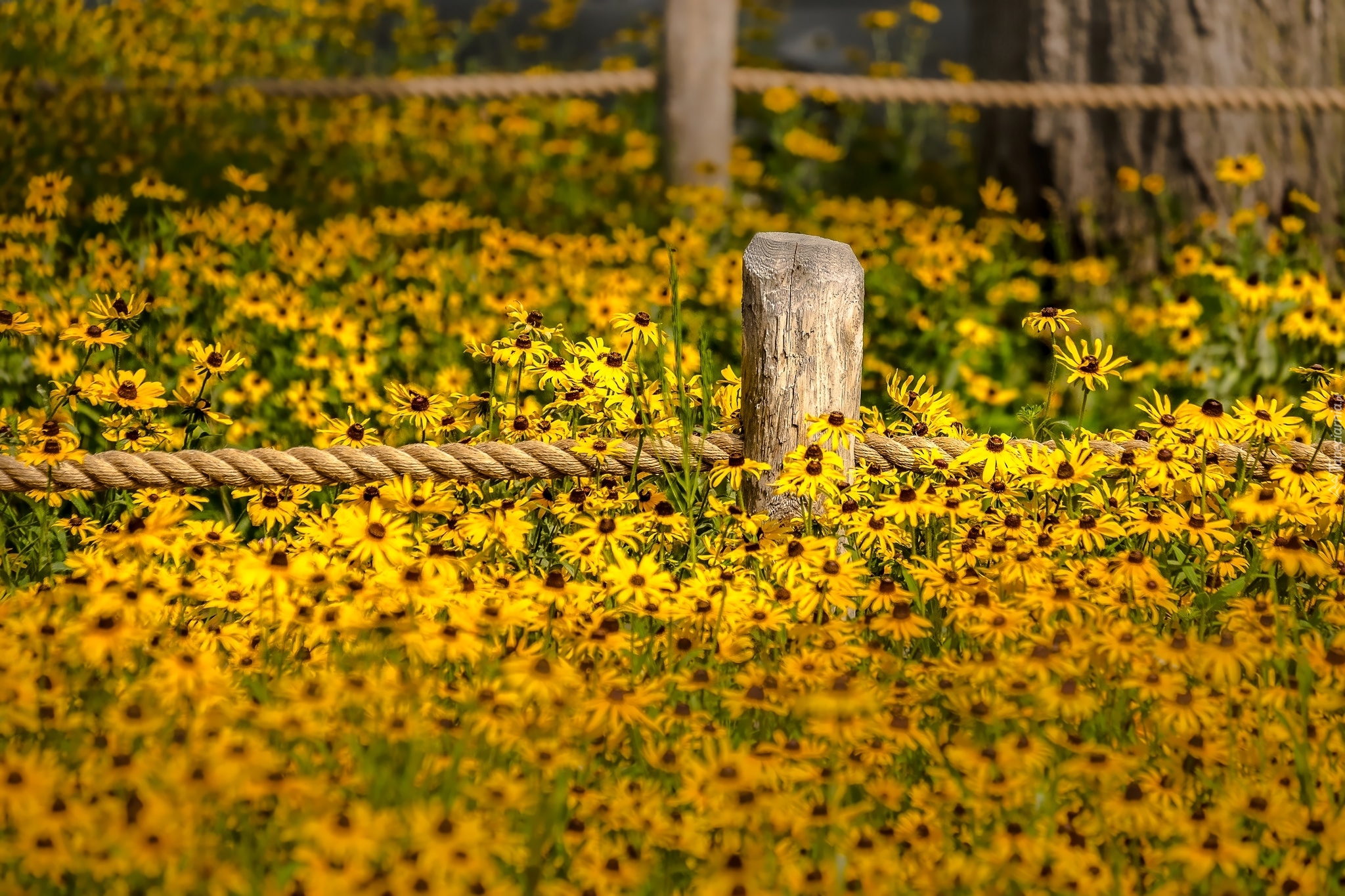 Kwiaty, Rudbekia, Ogrodzenie, Sznur