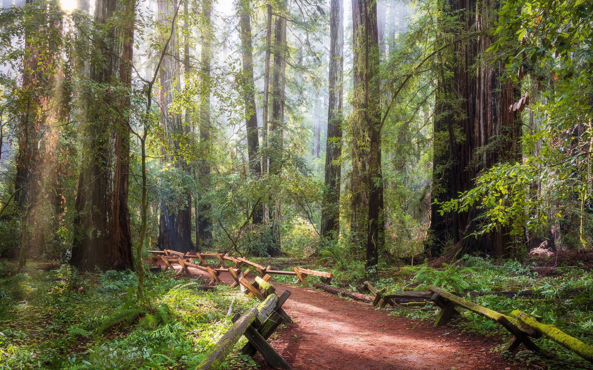 Las, Drzewa, Sekwoje, Ścieżka, Park Narodowy Redwood, Kalifornia, Stany Zjednoczone