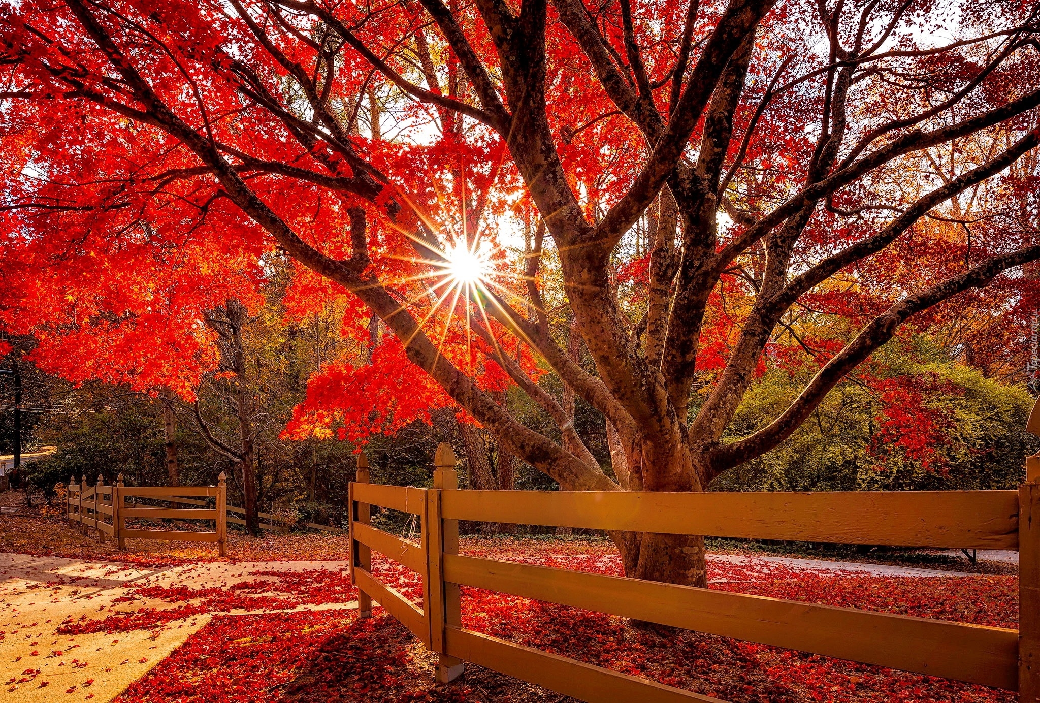 Drzewo, Czerwone, Liście, Promienie słońca, Ogrodzenie, Jesień