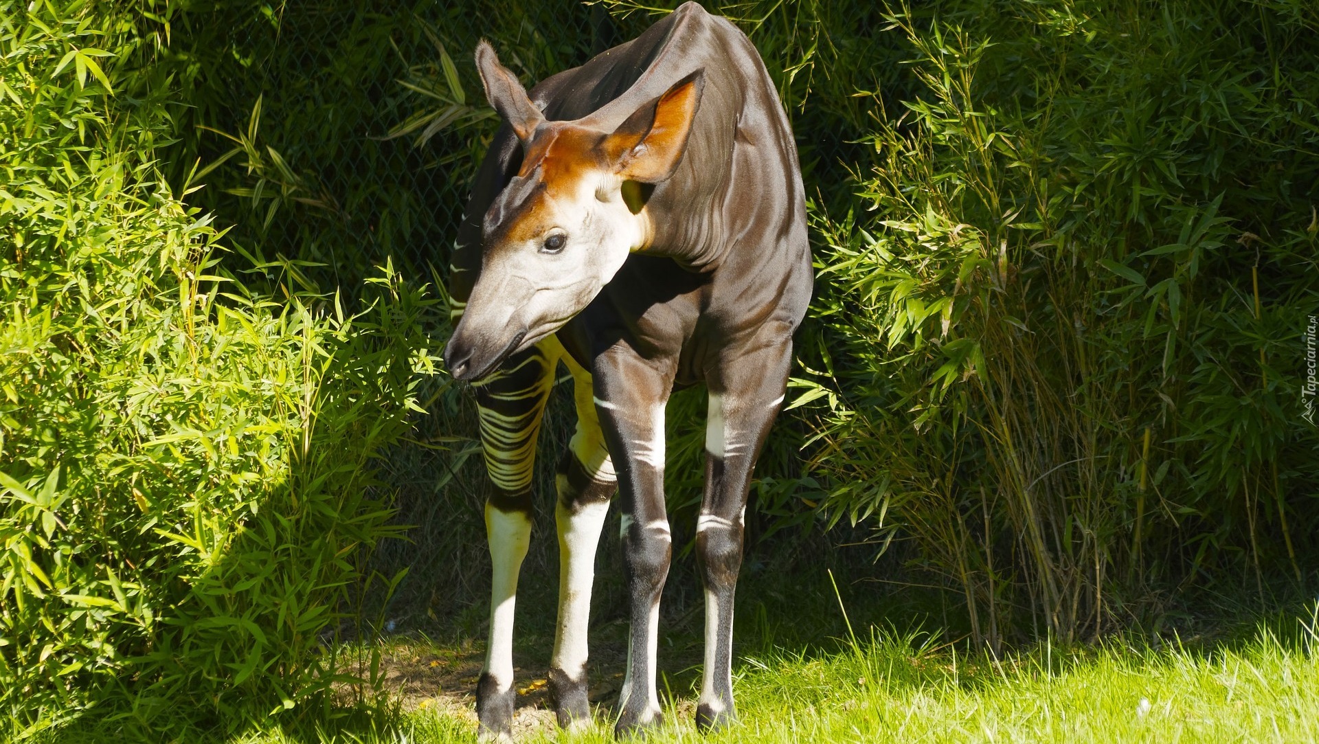 Okapi, Krzewy