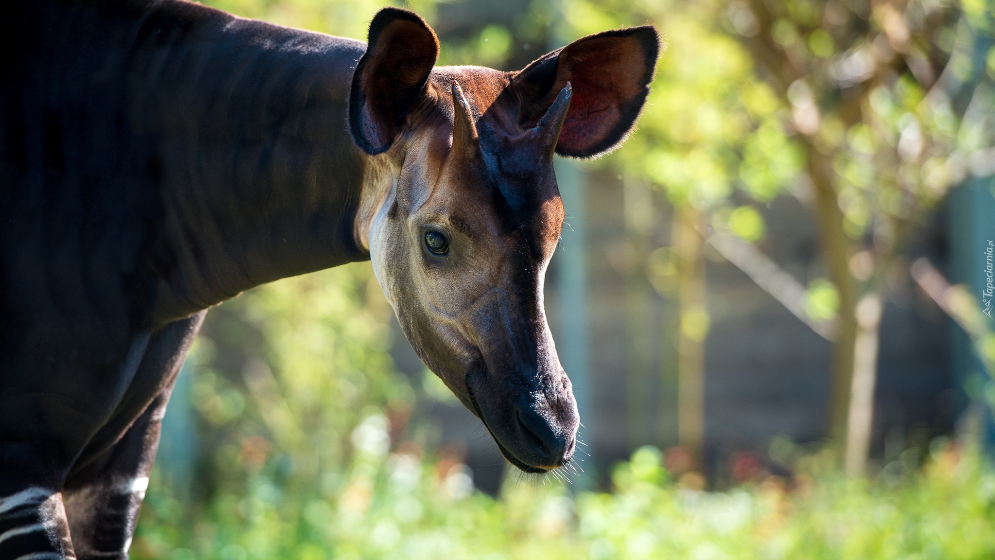 Okapi, Głowa