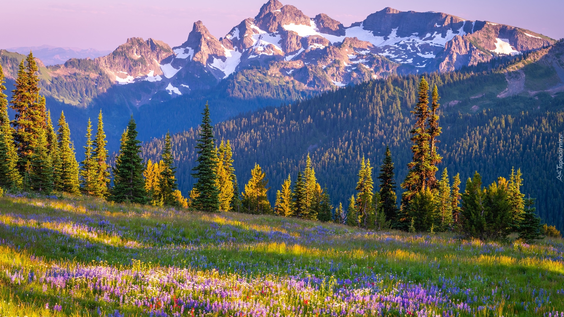 Góry, Łąka, Drzewa, Stratowulkan, Mount Rainier, Park Narodowy Mount Rainier, Stan Waszyngton, Stany Zjednoczone