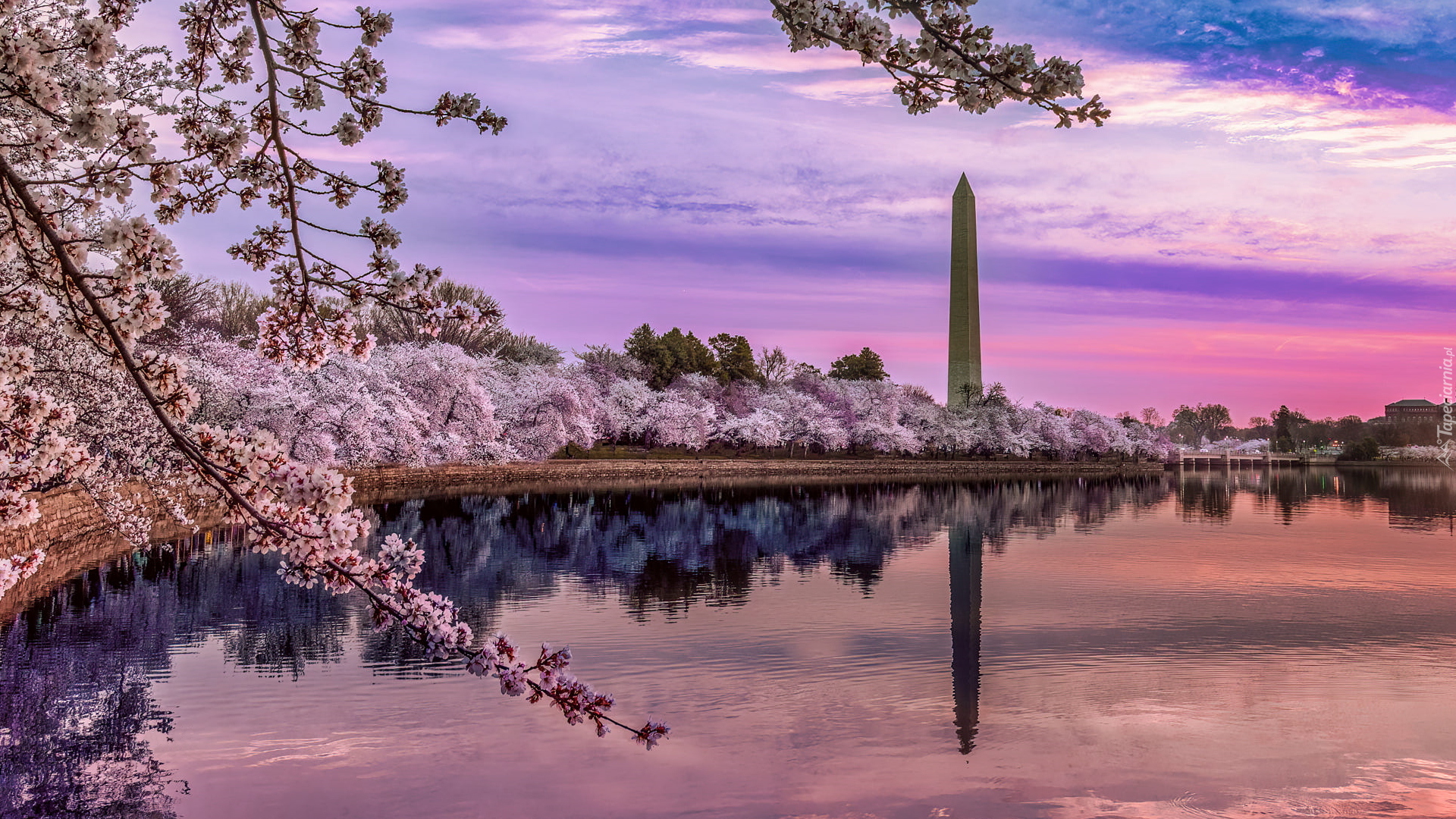 Zbiornik, Jezioro, Tidal Basin, Okwiecone, Drzewa, Wiosna, Obelisk, Pomnik Waszyngtona, Park National Mall, Waszyngton, Stany Zjednoczone