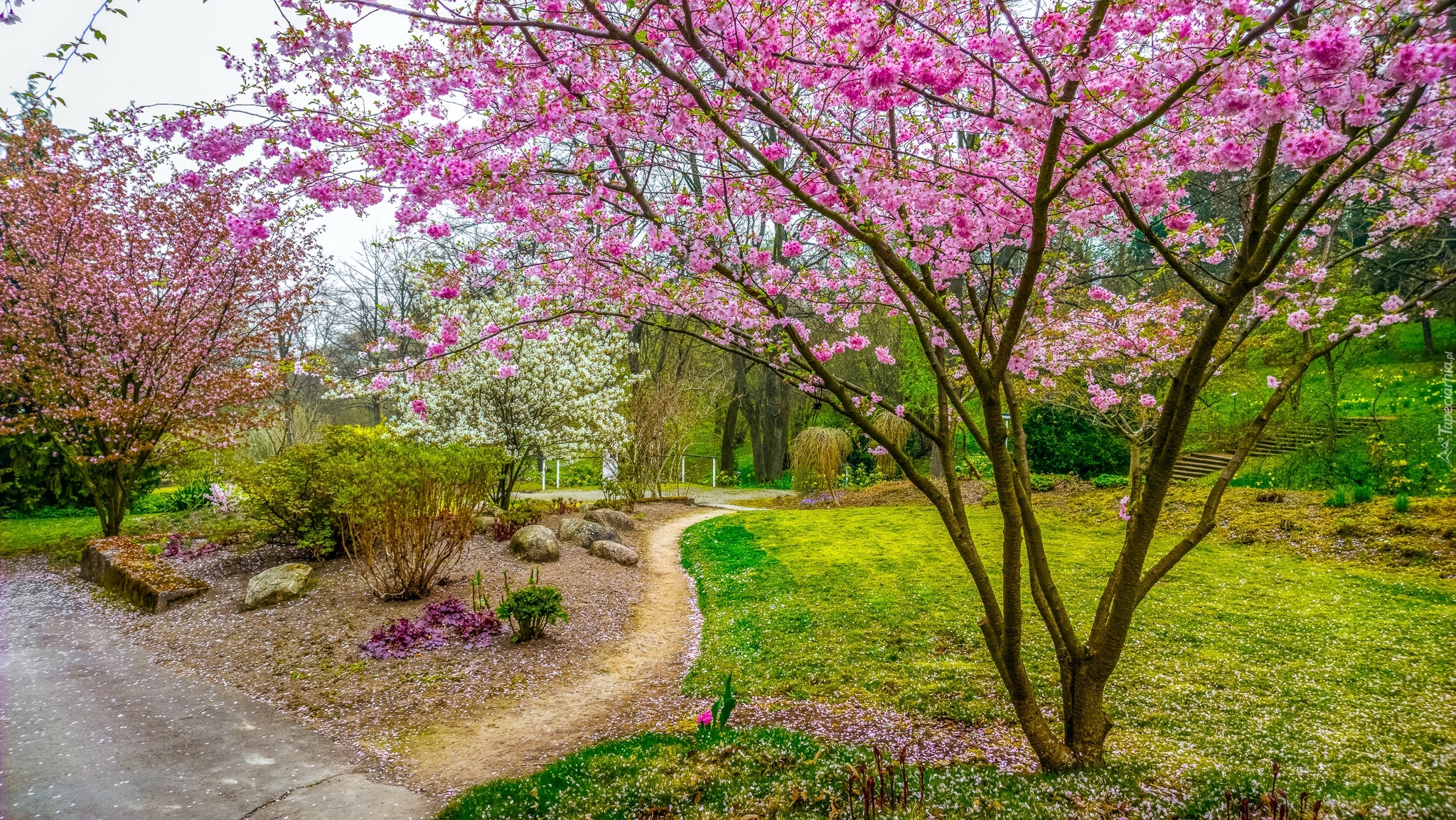 Park, Kwitnące, Drzewa, Ścieżki, Wiosna