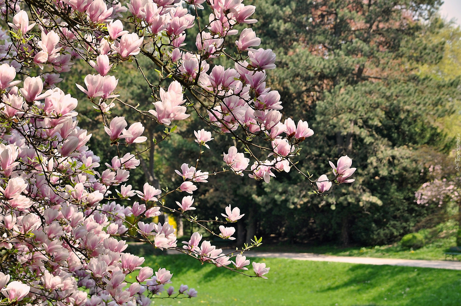 Gałązki, Różowe, Kwiaty, Magnolia