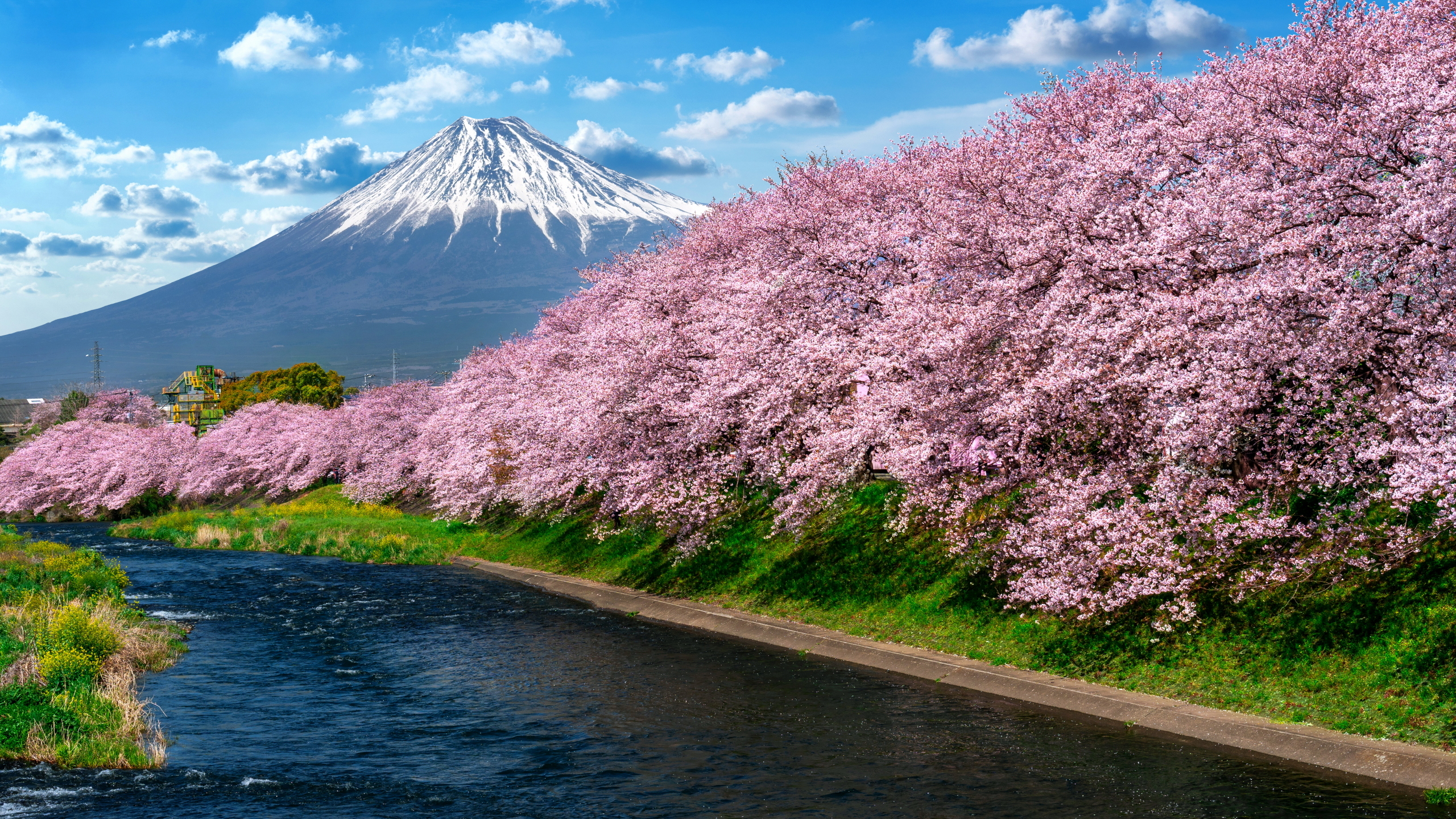 Góra Fudżi, Rzeka, Wiosna, Drzewa, Okwiecone, Wiśnie japońskie, Shizuoka, Japonia