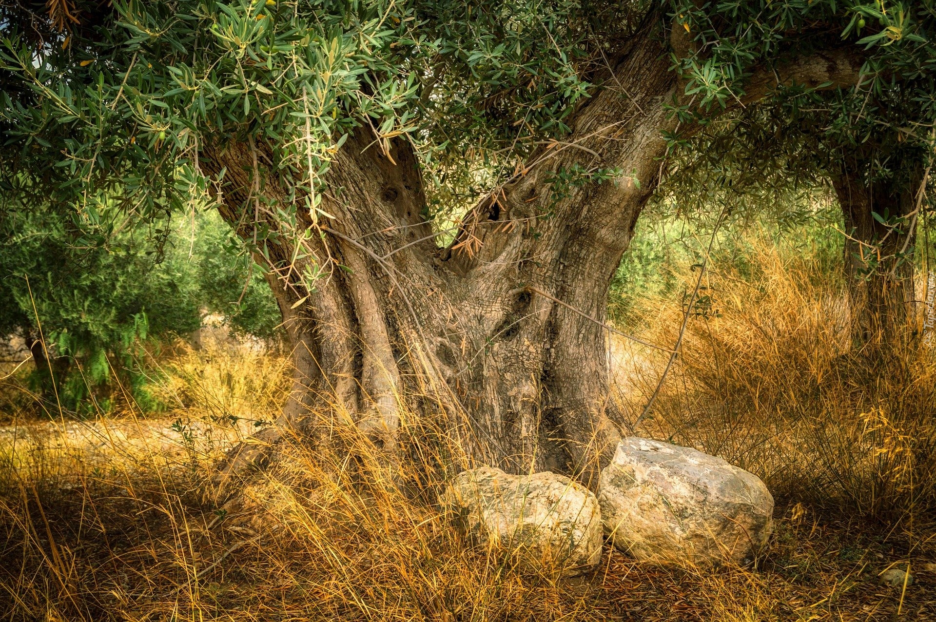 Stare, Drzewo oliwne, Oliwka europejska, Kamienie, Trawy
