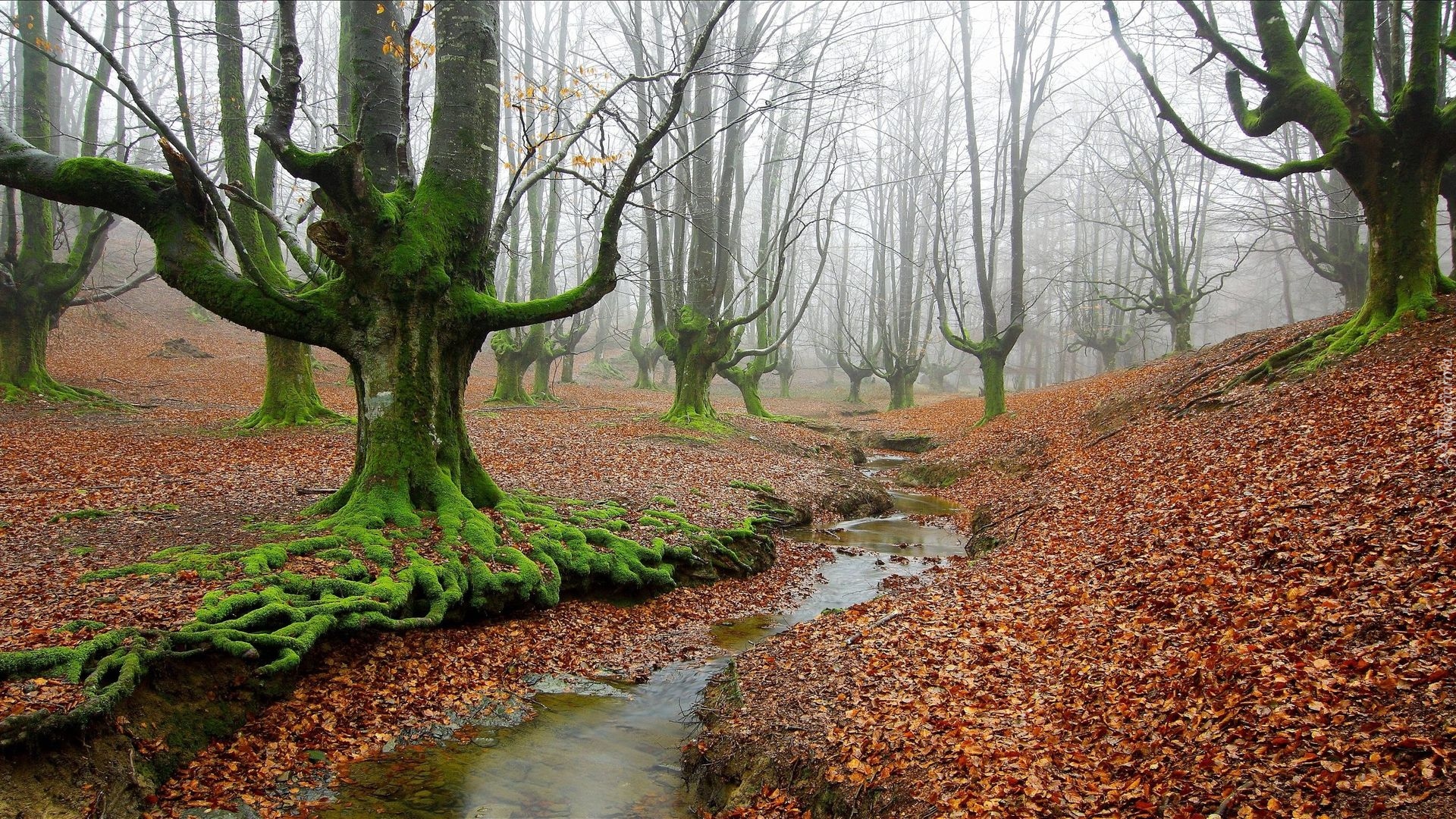 Hiszpania, Park Narodowy Gorbea, Las, Mgła, Strumień, Drzewa, Omszałe, Korzenie