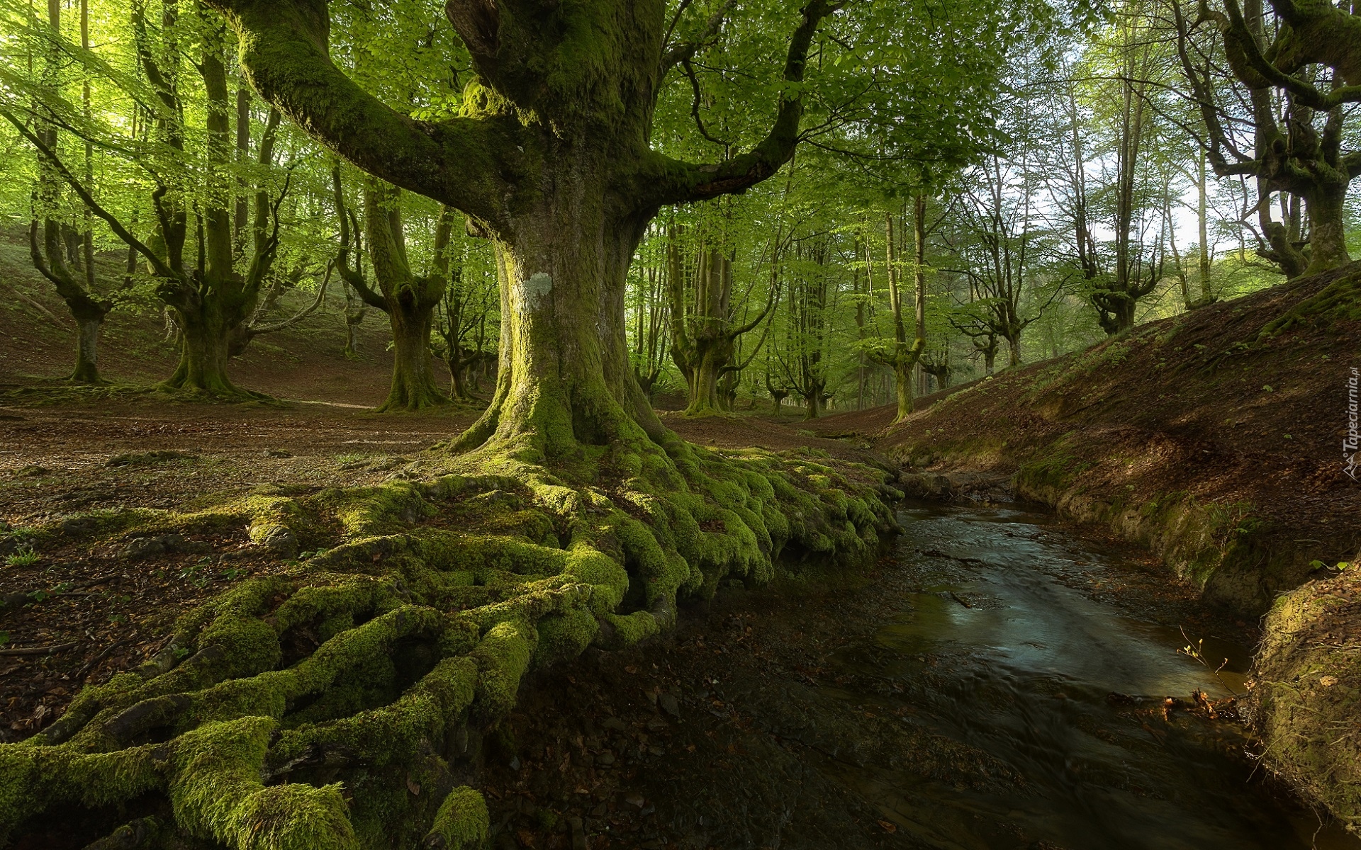 Hiszpania, Kraj Basków, Park Narodowy Gorbea, Las, Omszałe, Drzewa, Rzeczka, Strumyk