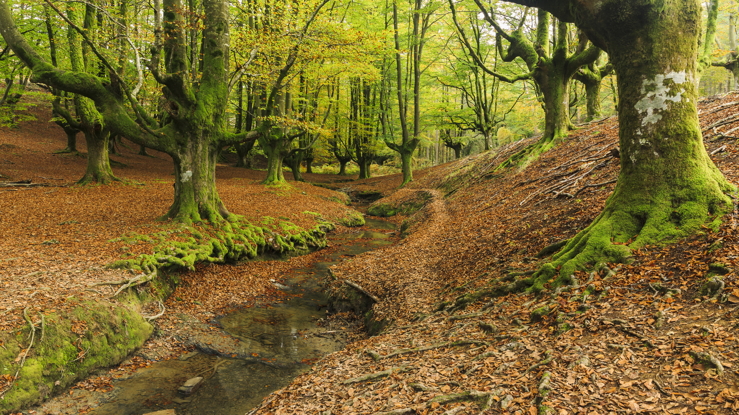 Hiszpania, Otzarreta Beech, Las państwowy, Drzewa, Potok, Kraj Basków, Park Narodowy Gorbea