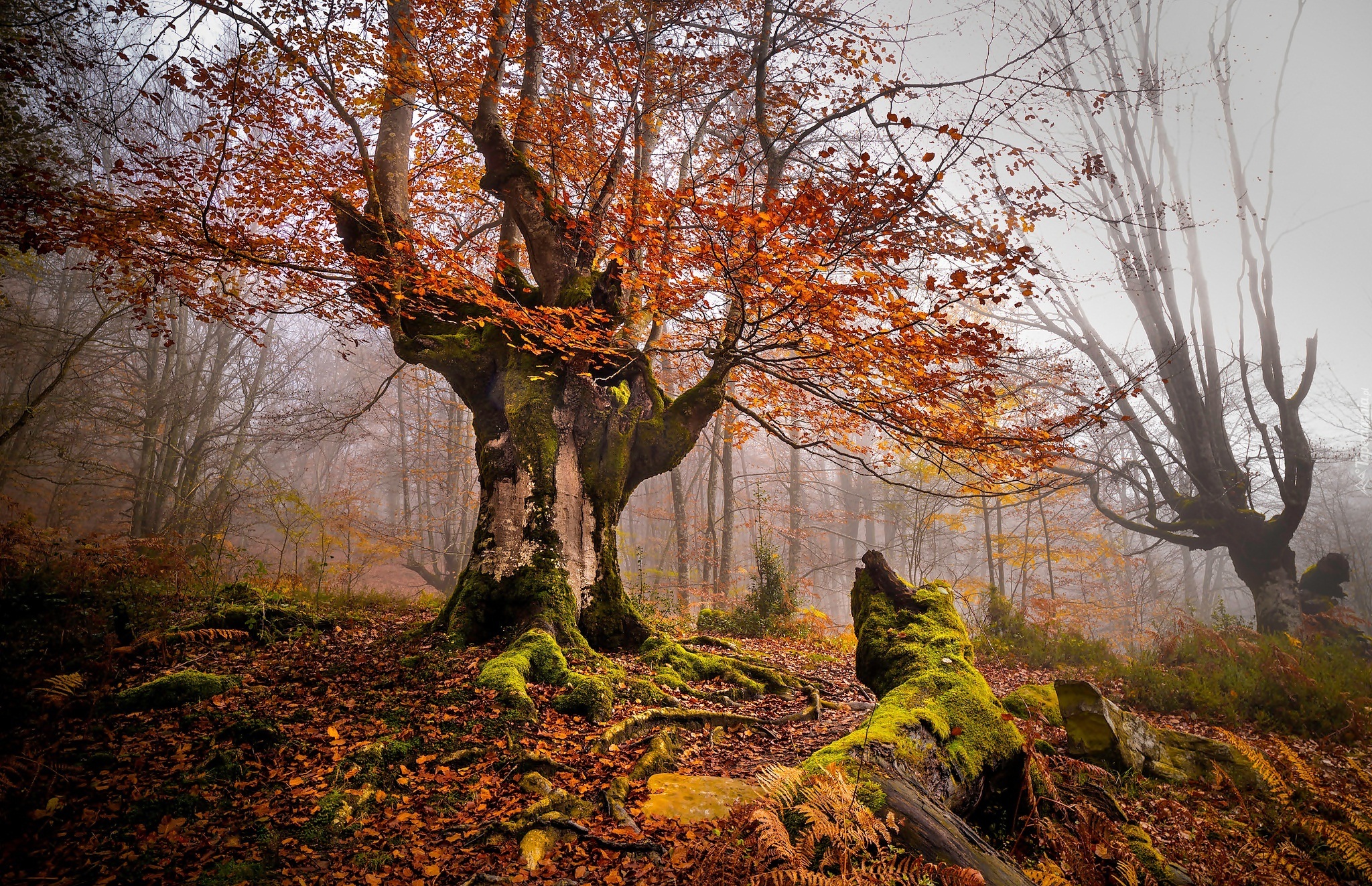 Hiszpania, Park Narodowy Gorbea, Jesień, Drzewa, Mgła