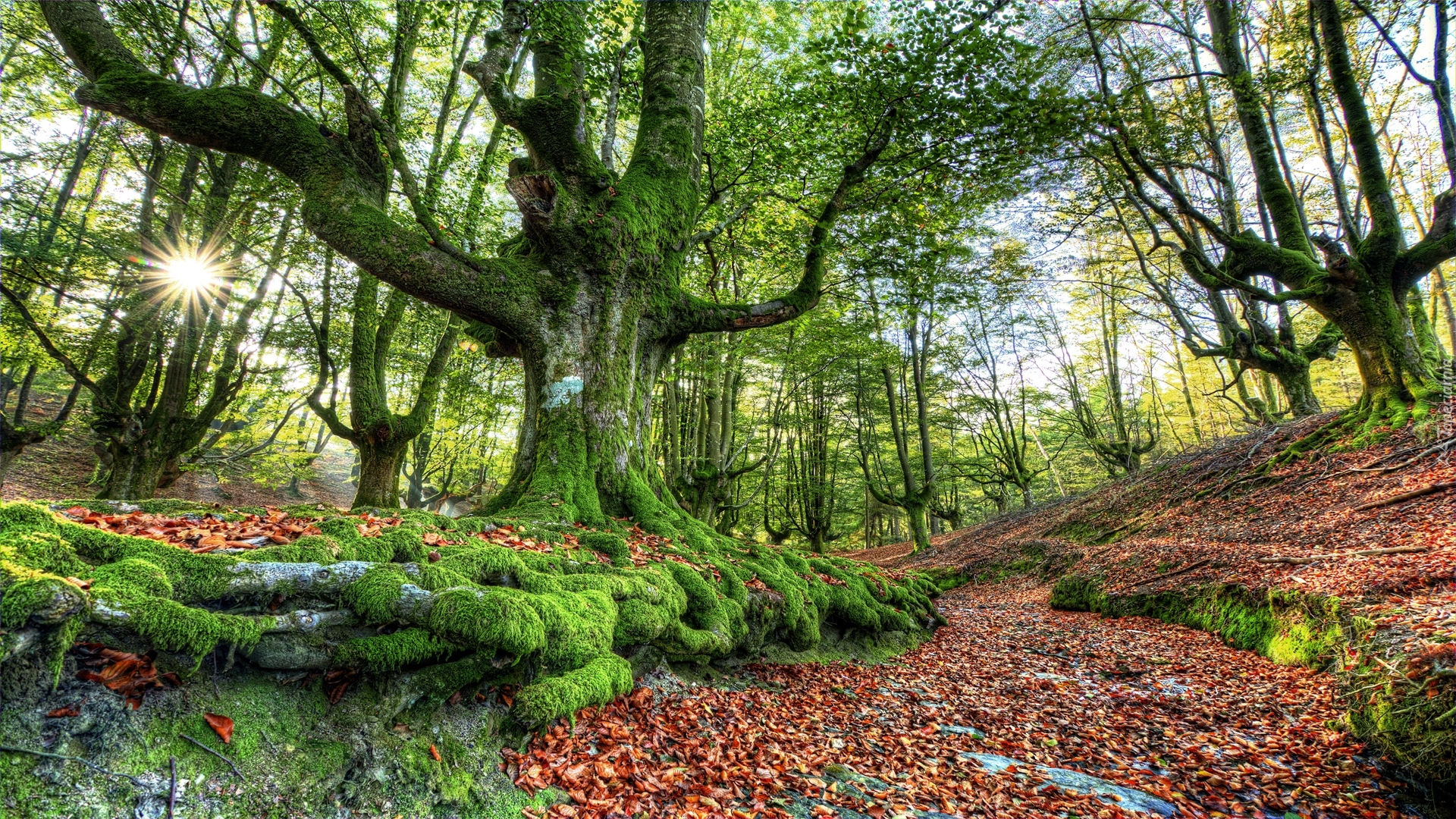 Park Narodowy Gorbea, Kraj Basków, Hiszpania, Drzewa, Las, Jesień, Promienie słońca