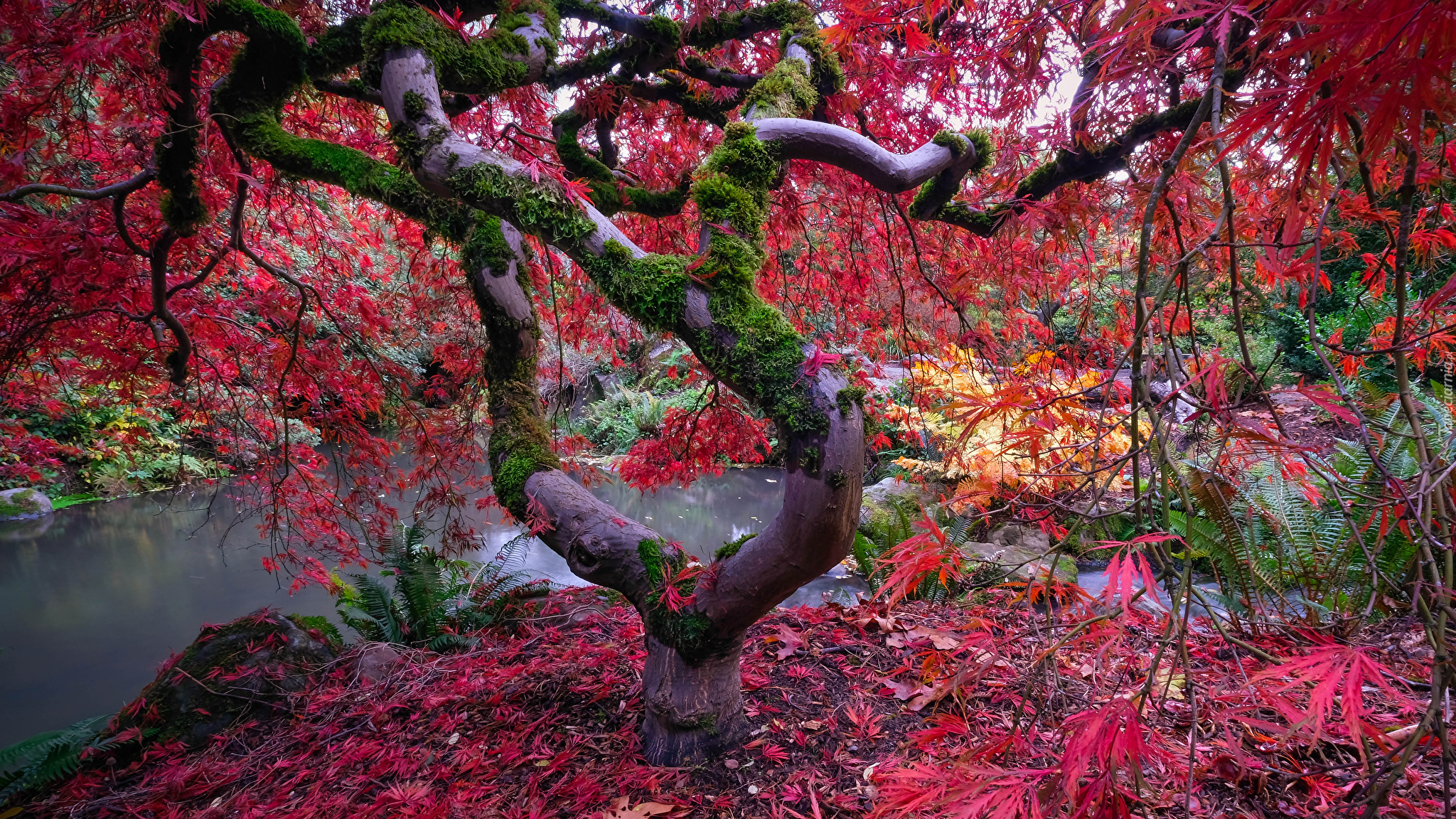 Drzewo, Klon japoński, Omszałe, Gałęzie