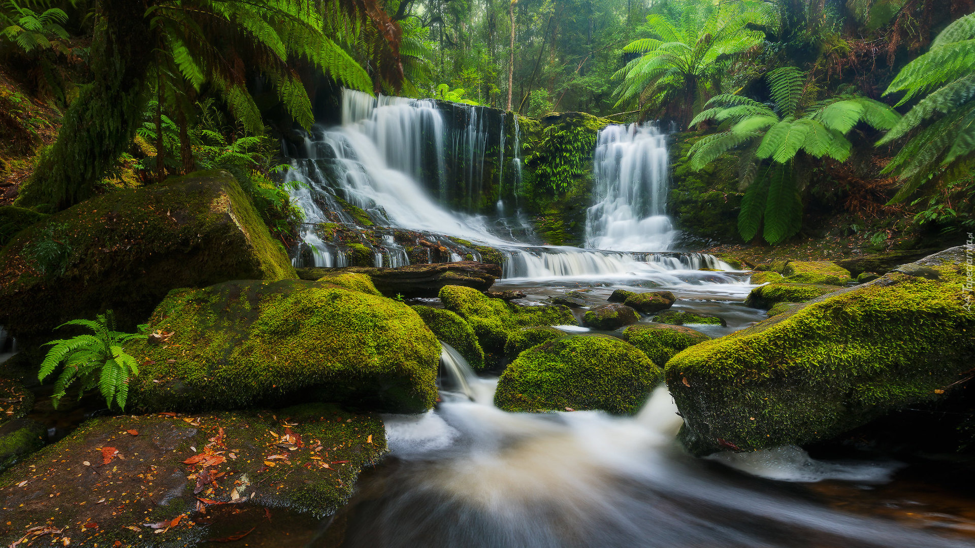 Wodospad, Horseshoe Falls, Skały, Omszone, Kamienie, Paprocie, Park Narodowy Mount Field, Tasmania, Australia