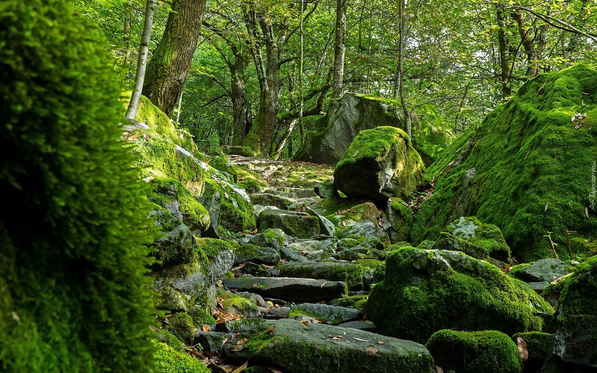 Las, Drzewa, Omszałe, Głazy, Kamienie, Kamienna, Ścieżka