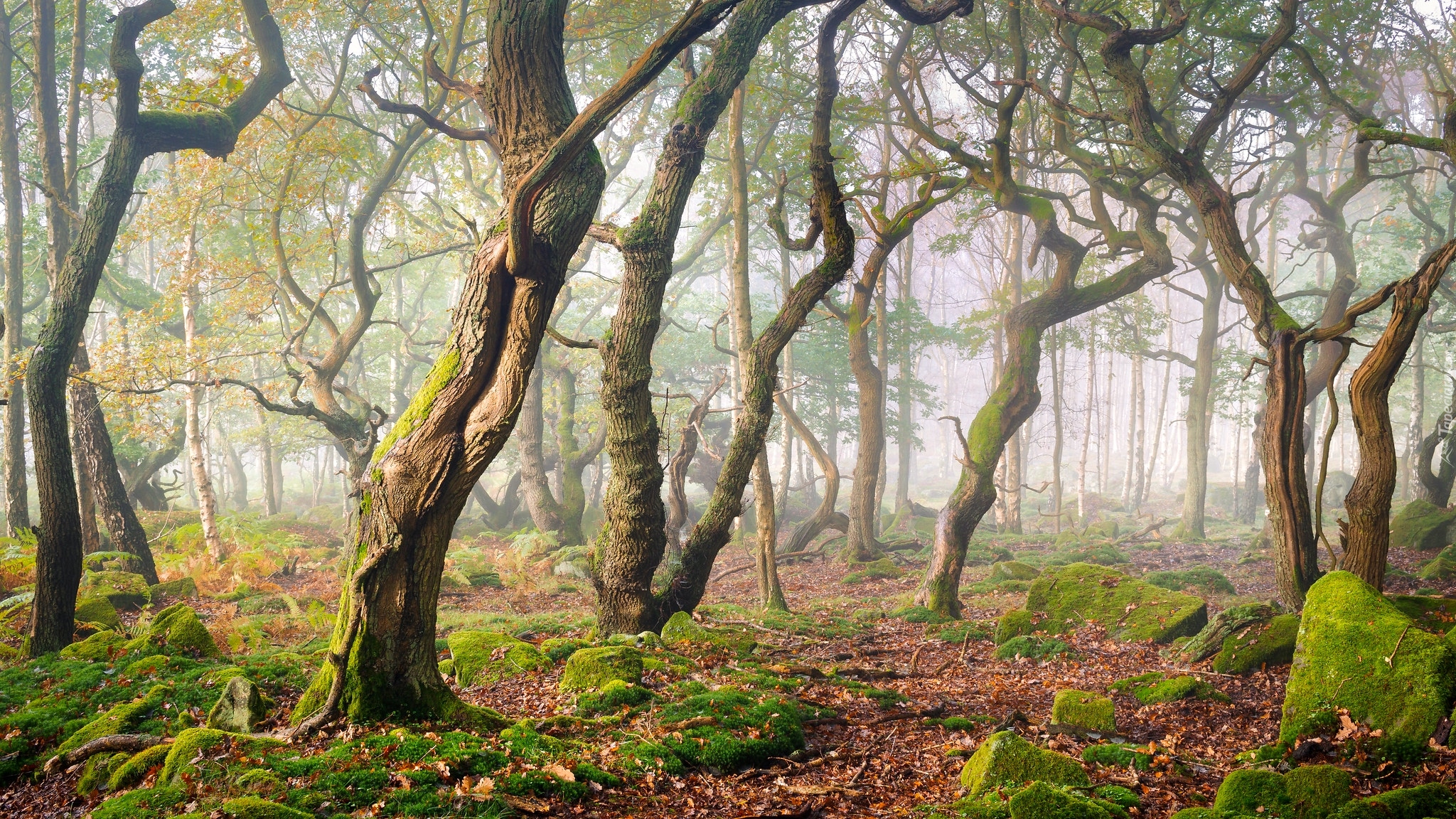 Las, Drzewa, Mgła, Omszone, Kamienie, Park Narodowy Peak District, Hrabstwo Derbyshire, Anglia