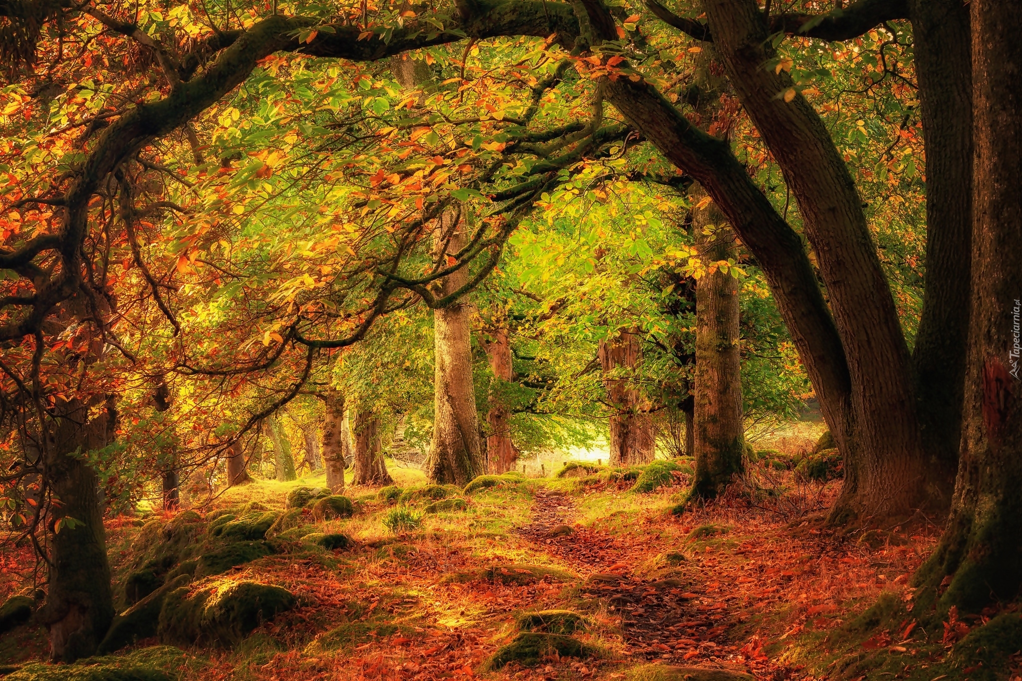 Las, Drzewa, Ścieżka, Kamienie, Jesień