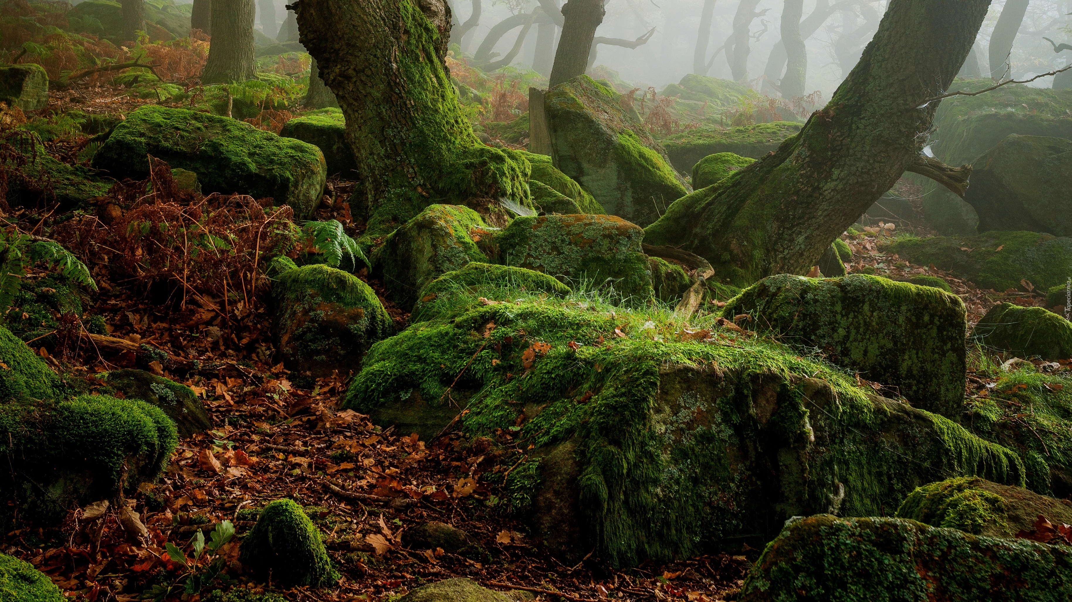 Las, Kamienie, Omszałe, Pnie, Mgła, Park Narodowy Peak District, Hrabstwo Derbyshire, Anglia