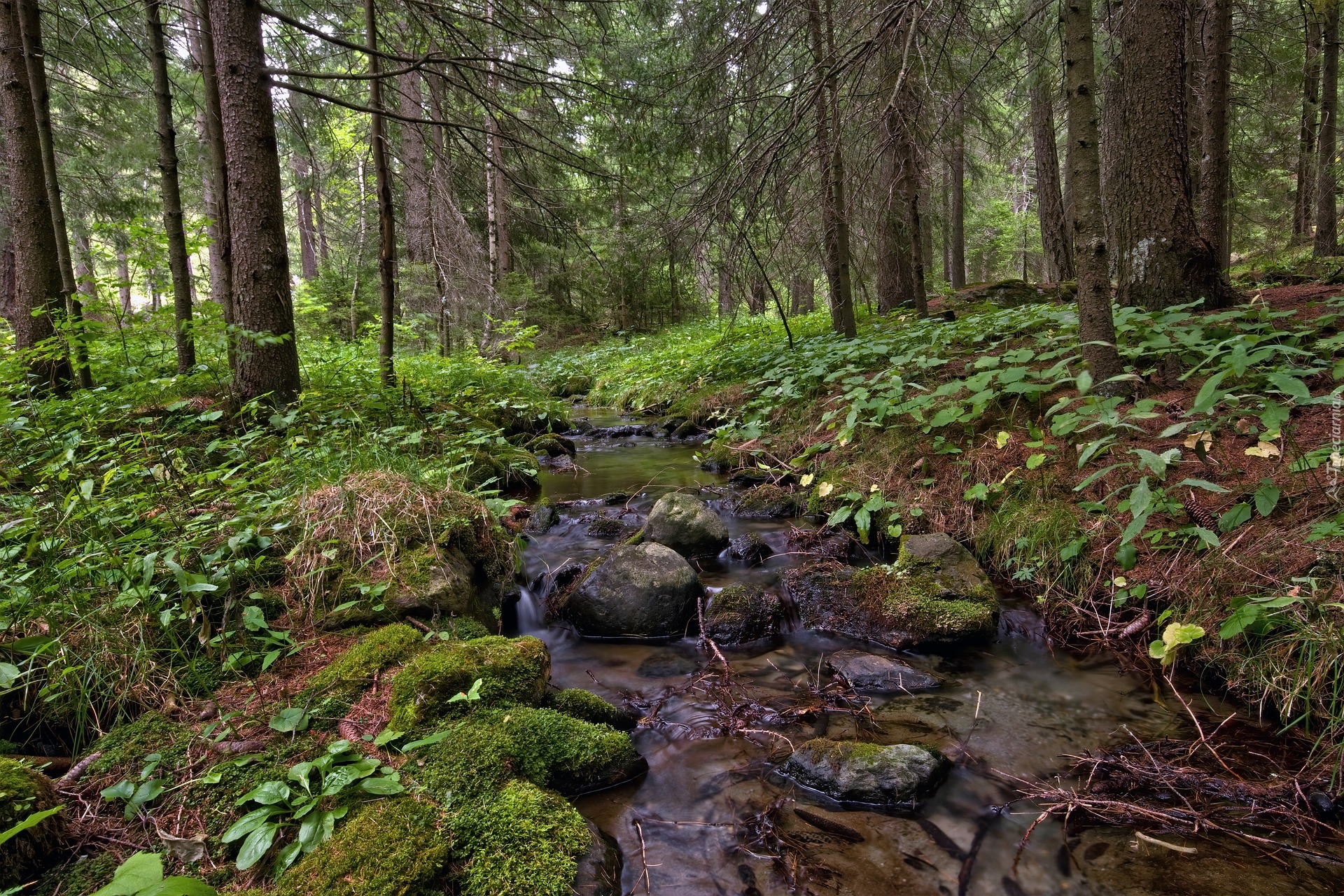 Las, Drzewa, Strumień, Potok, Kamienie