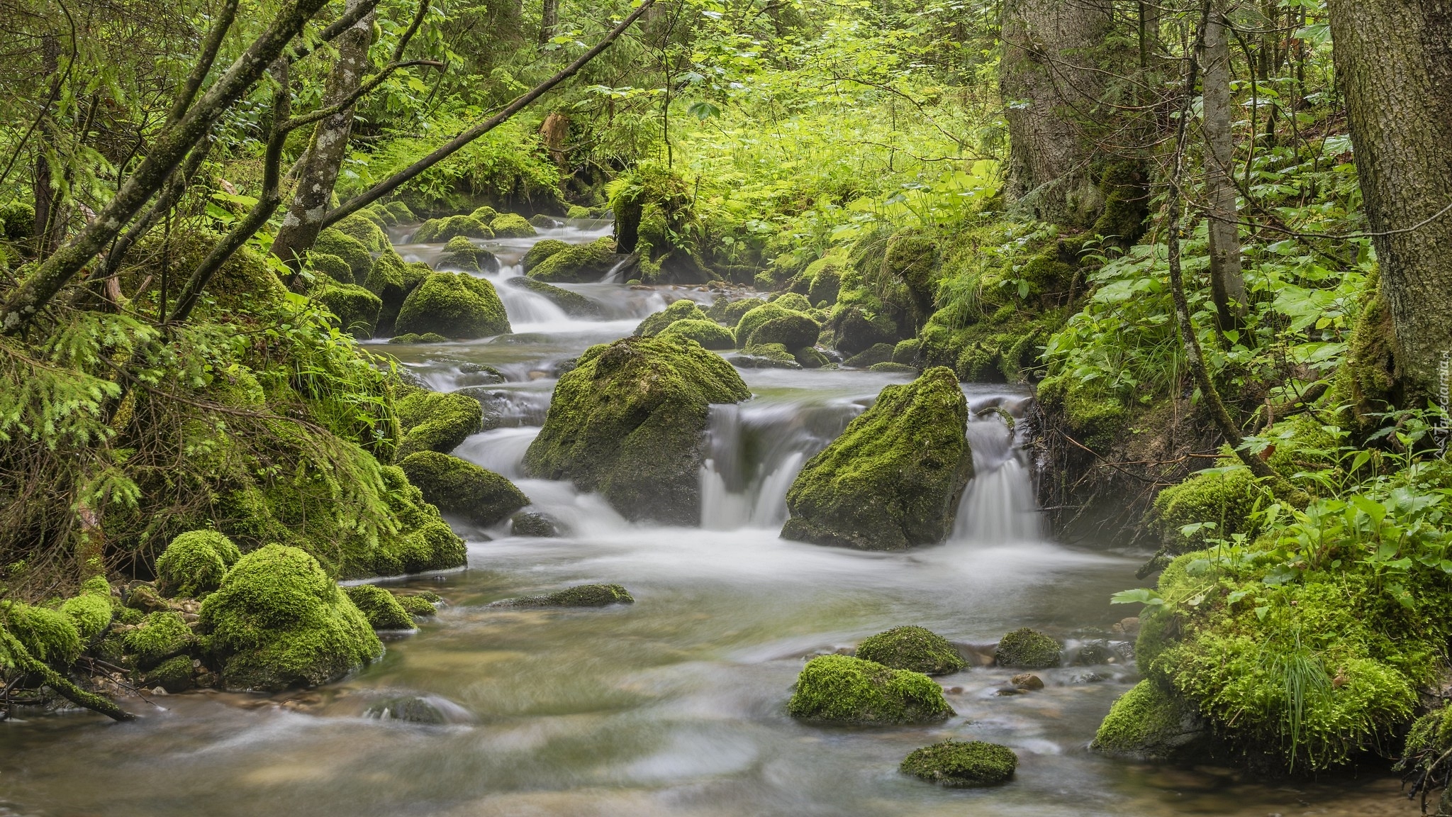 Las, Drzewa, Kamienie, Strumień