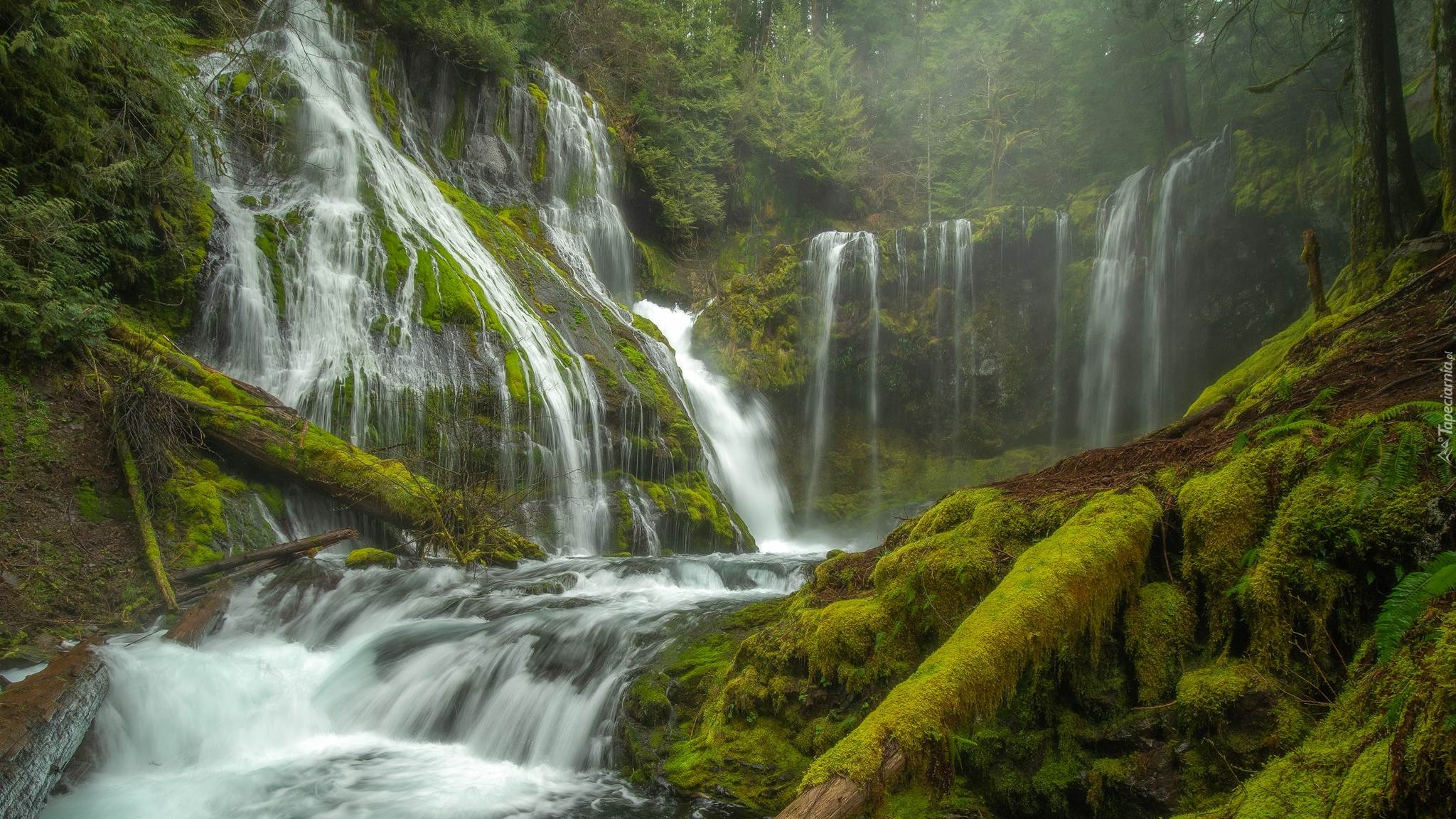 Las, Drzewa, Omszałe, Pnie, Roślinność, Wodospad Panther Creek Falls, Miejsce chronione, Gifford Pinchot National Forest, Stany Zjednoczone, Stan Waszyngton