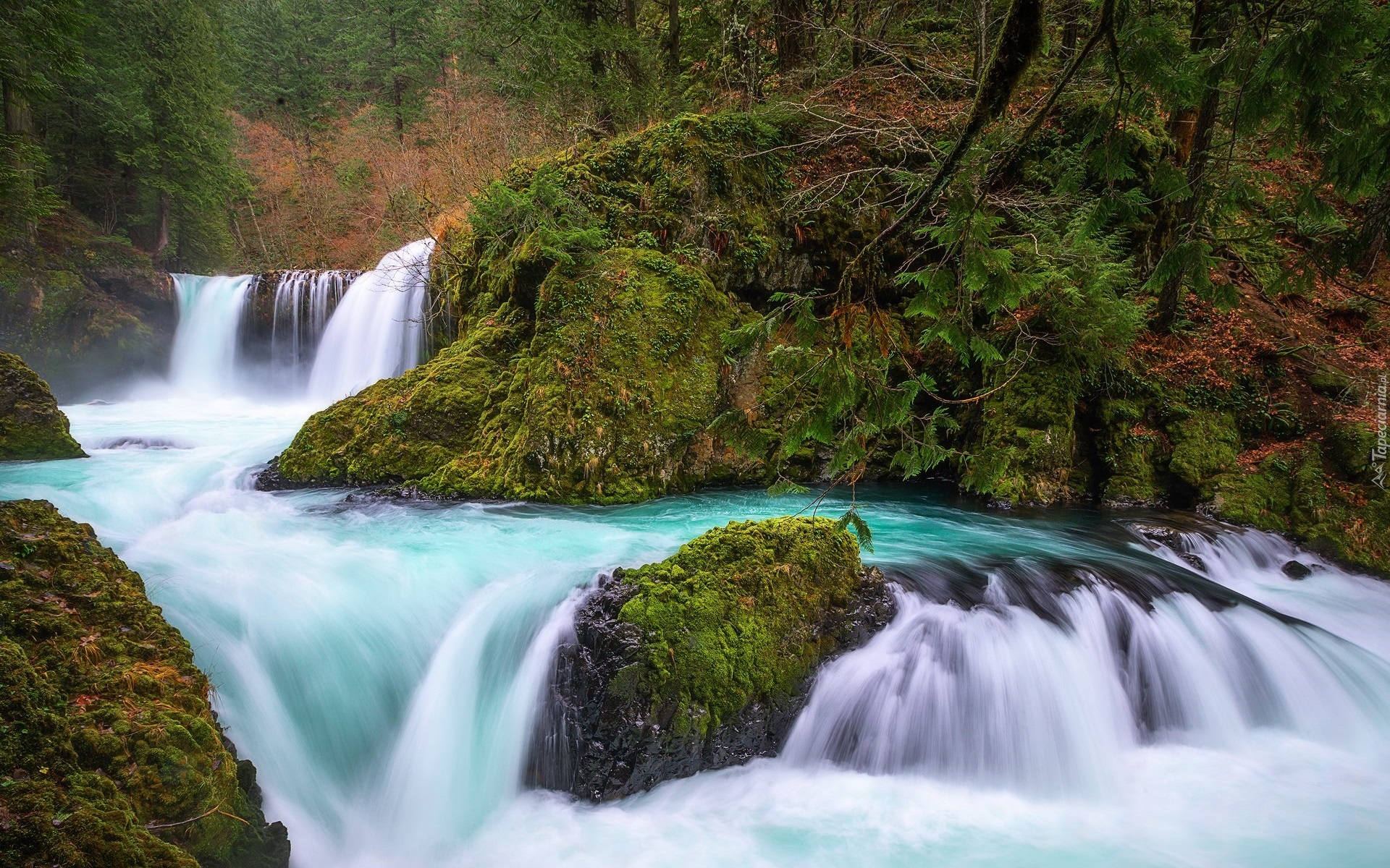 Rzeka, Salmon River, Wodospad Spirit Falls, Hrabstwo Skamania, Stan Waszyngton, Stany Zjednoczone, Skały, Roślinność