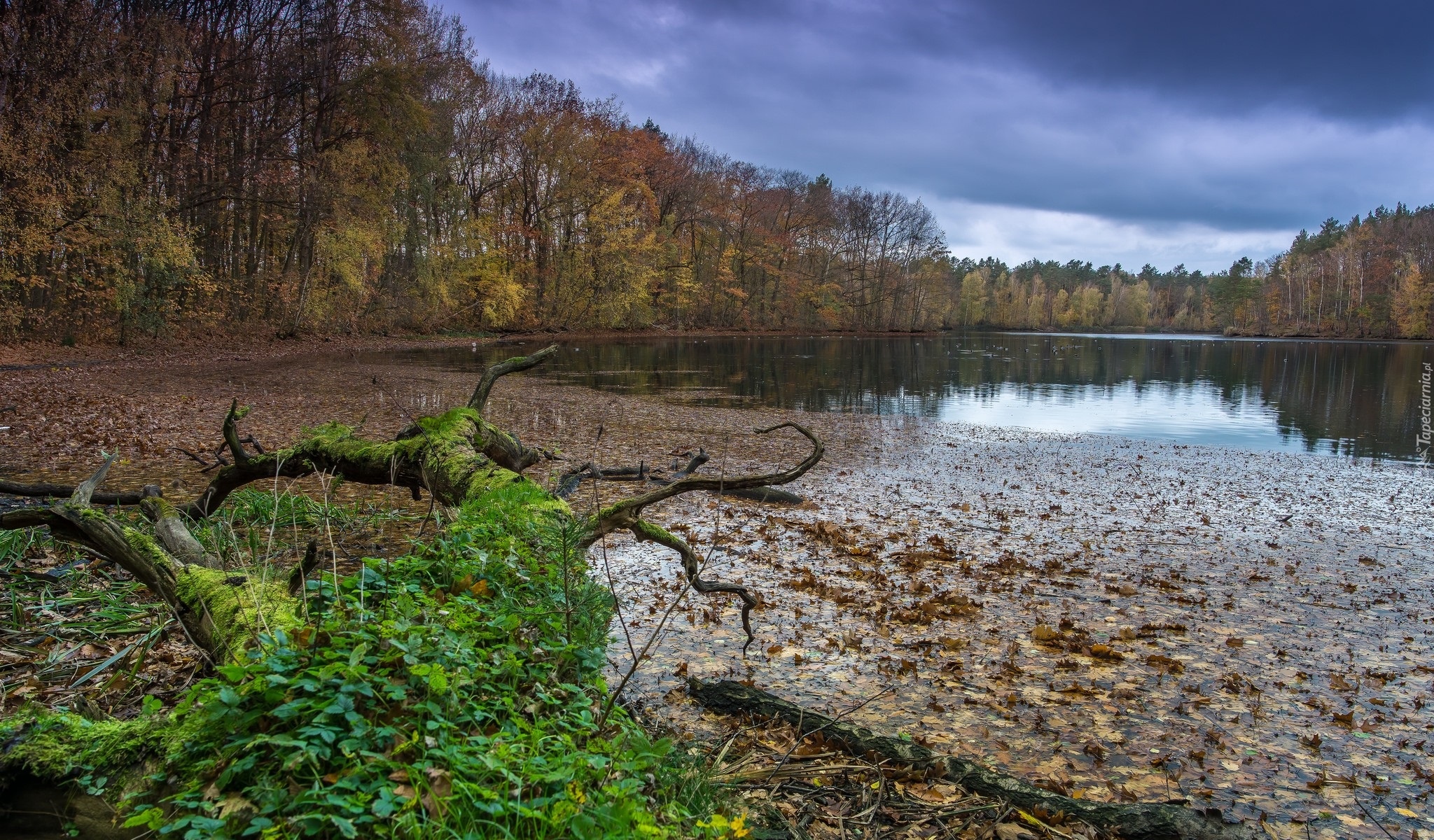 Jezioro, Drzewa, Omszały, Powalony, Konar, Liście, Jesień