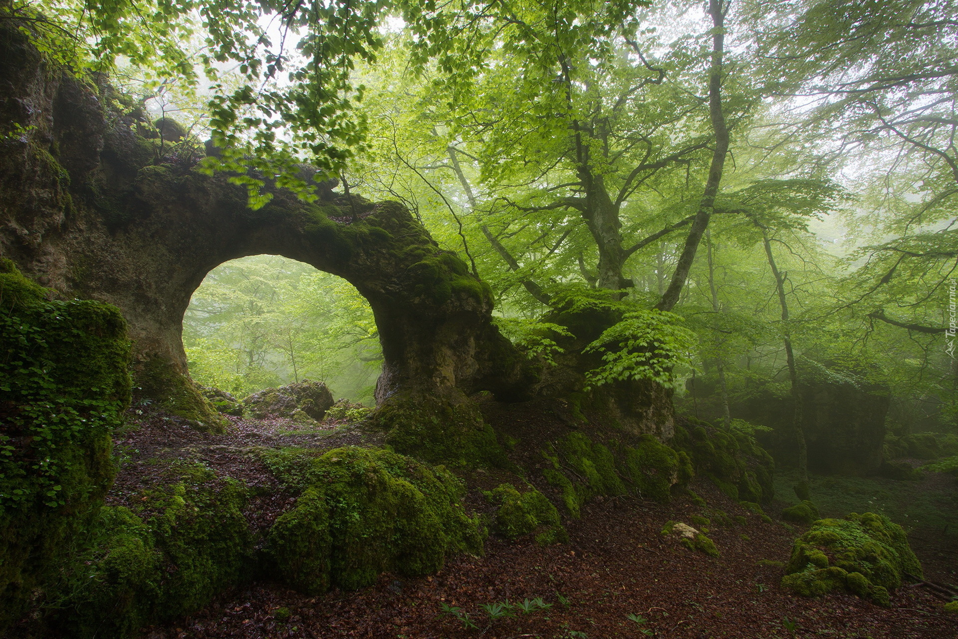 Las, Mgła, Omszała, Skała, Naturalny, Łuk