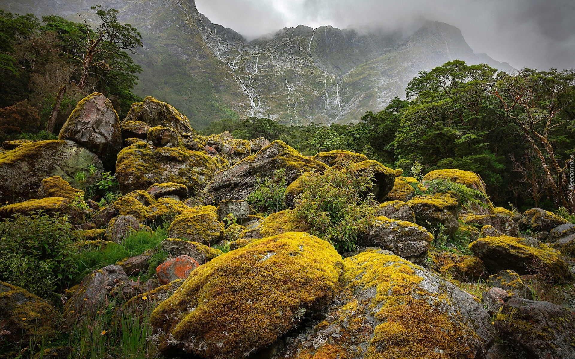 Nowa Zelandia, Wyspa Południowa, Park Narodowy Fiordland, Szlak, Milford Track, Omszałe, Kamienie, Głazy, Mgła, Góry, Drzewa