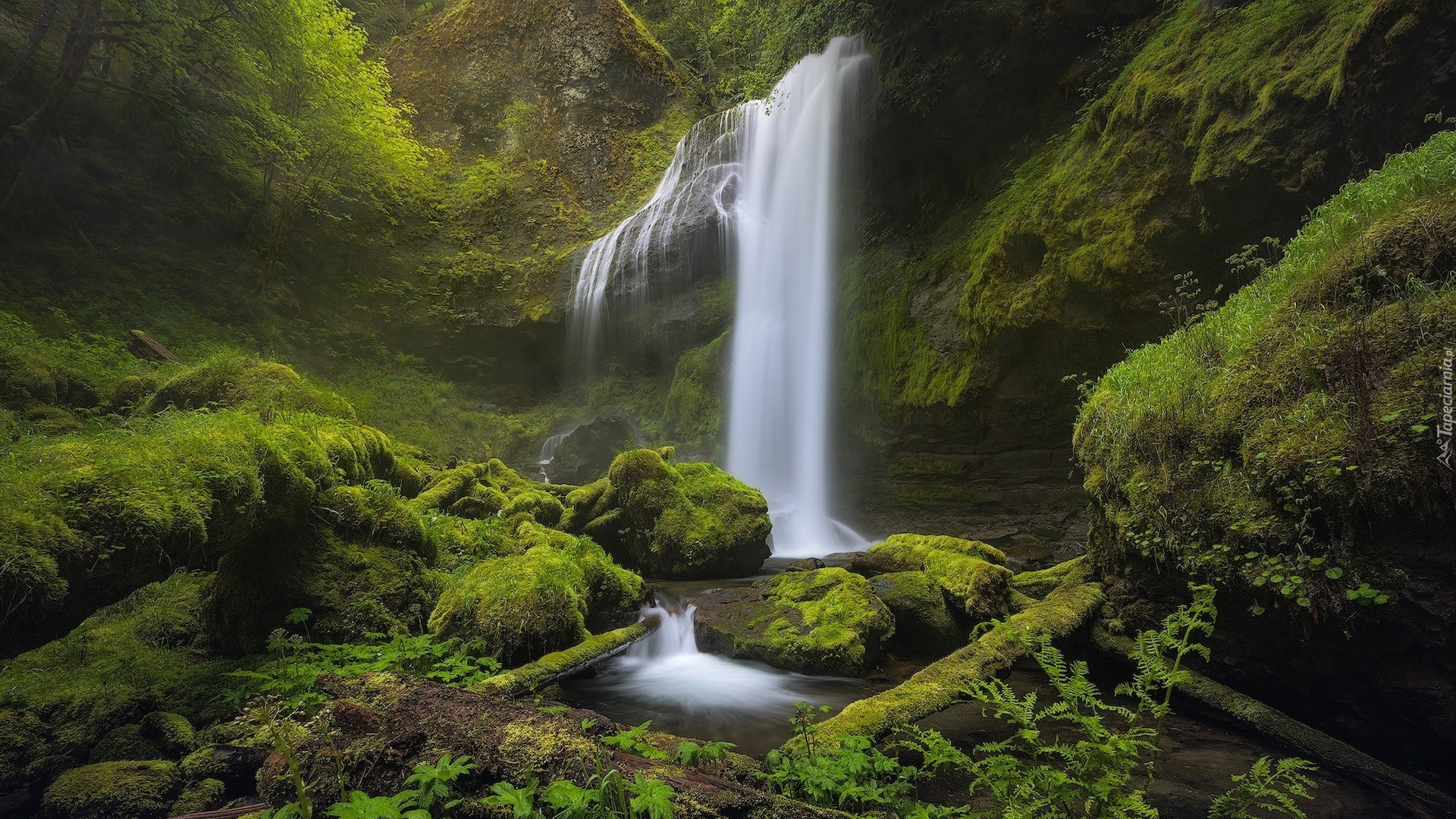 Las, Wodospad, Omszałe, Kamienie, Skały, Pnie, Roślinność, Rezerwat przyrody, Columbia River Gorge, Stan Waszyngton, Stany Zjednoczone