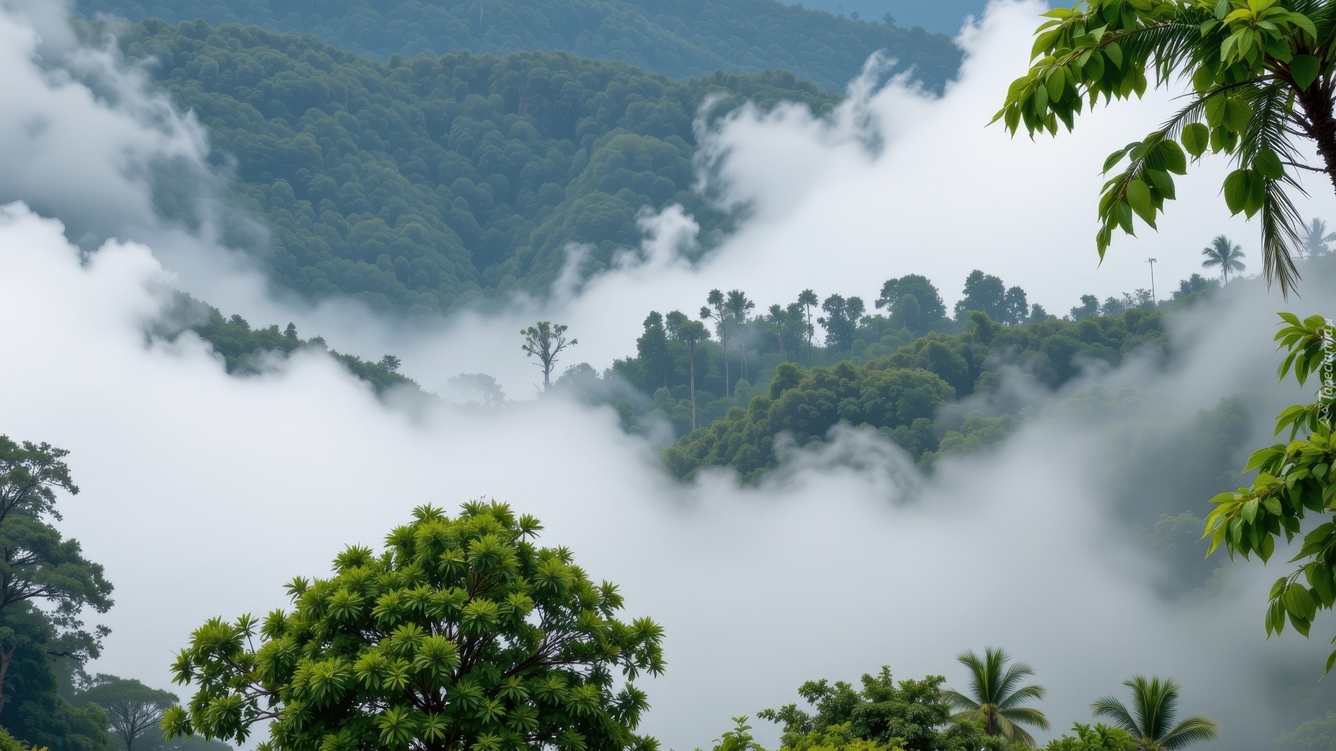 Drzewa, Opadająca, Mgła