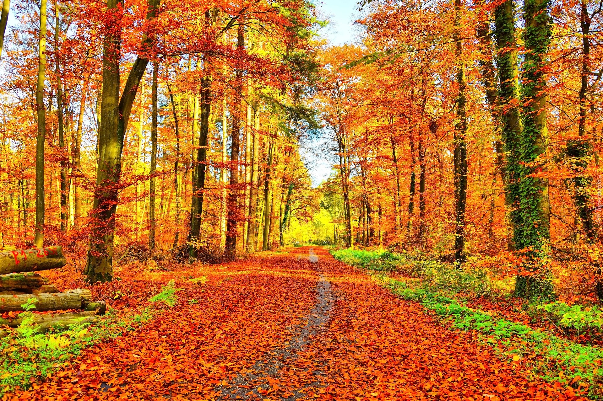 Jesień, Las, Ścieżka, Opadłe liście