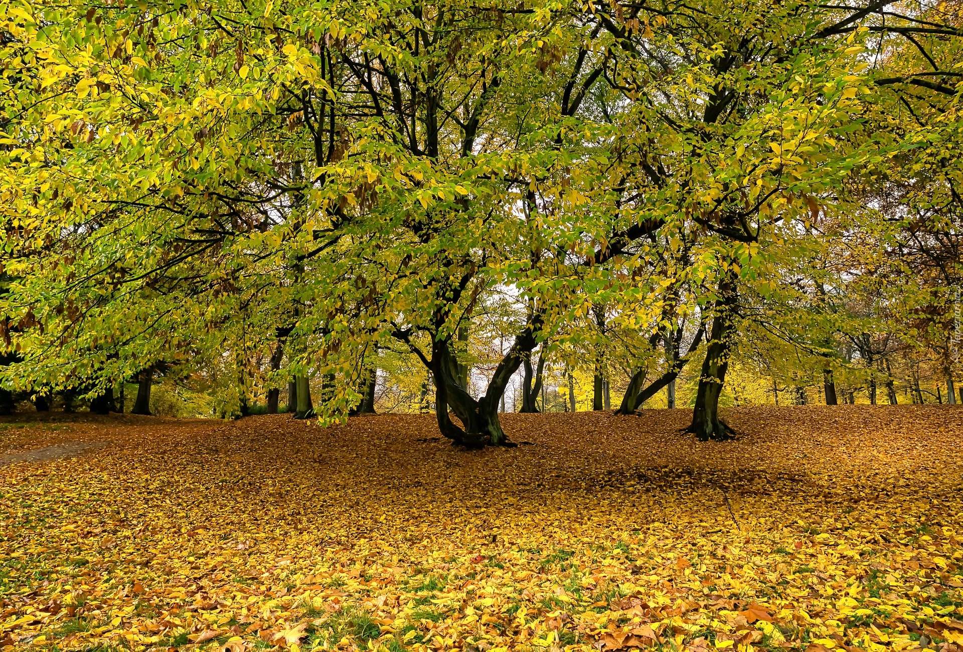 Park, Jesień, Opadłe, Liście, Drzewa