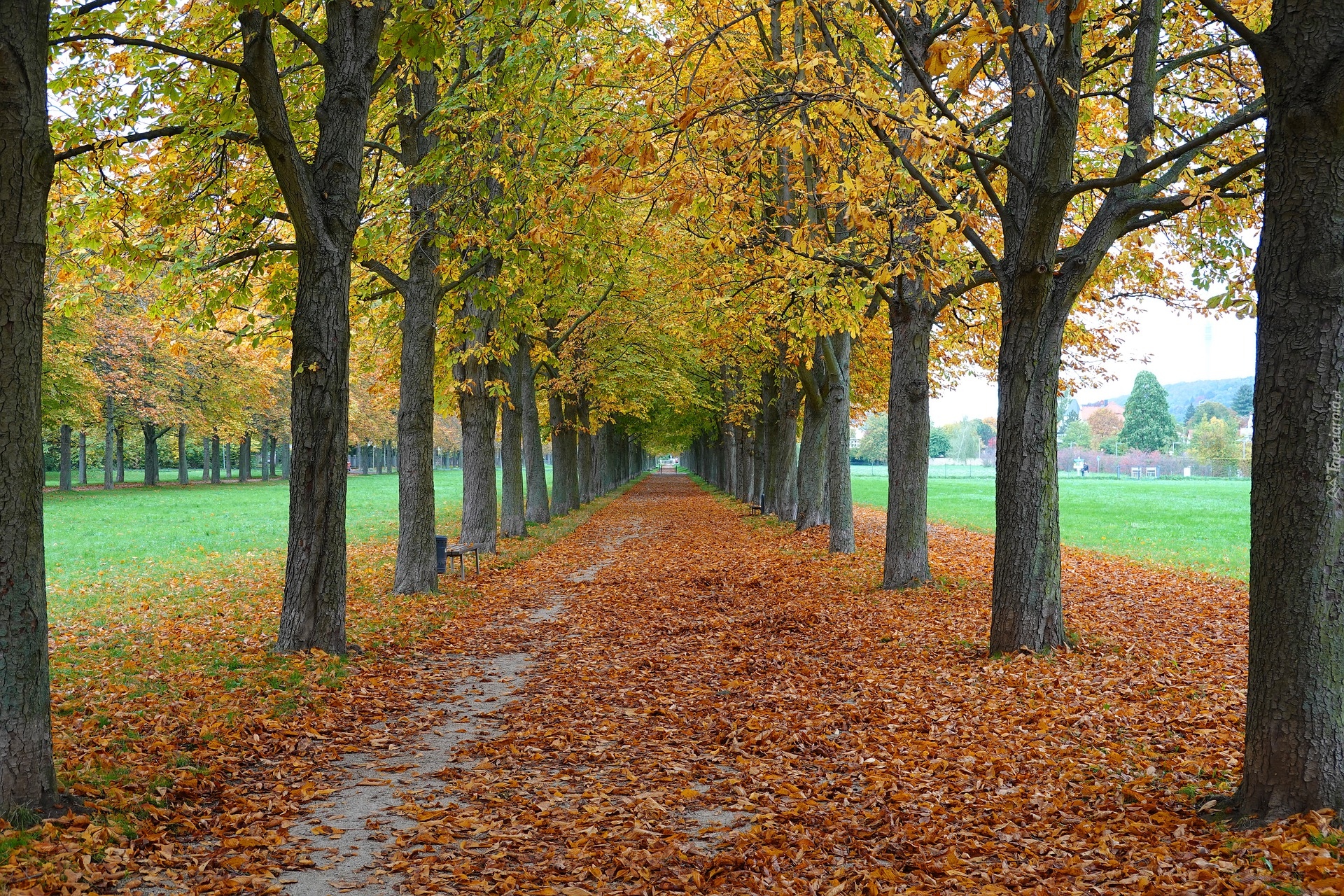 Jesień, Drzewa, Kasztanowce, Aleja, Opadłe, Liście, Park