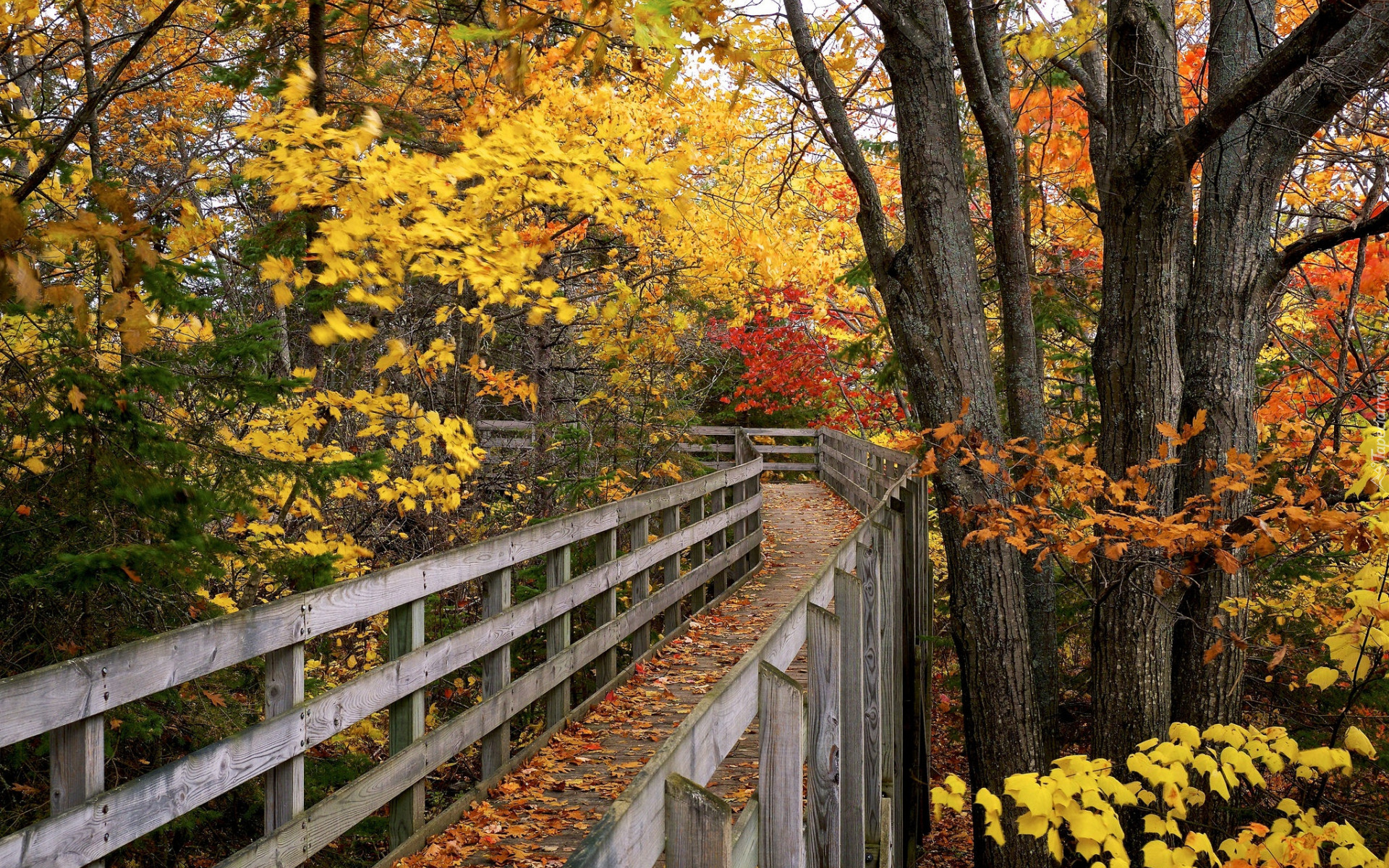 Kolorowe, Drzewa, Most, Opadłe, Liście, Jesień