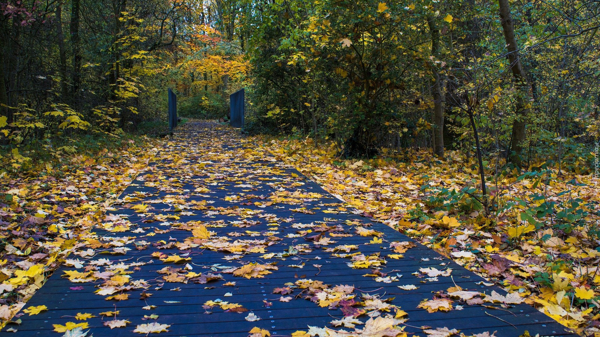 Jesień, Pomost, Opadłe, Liście, Drzewa, Park