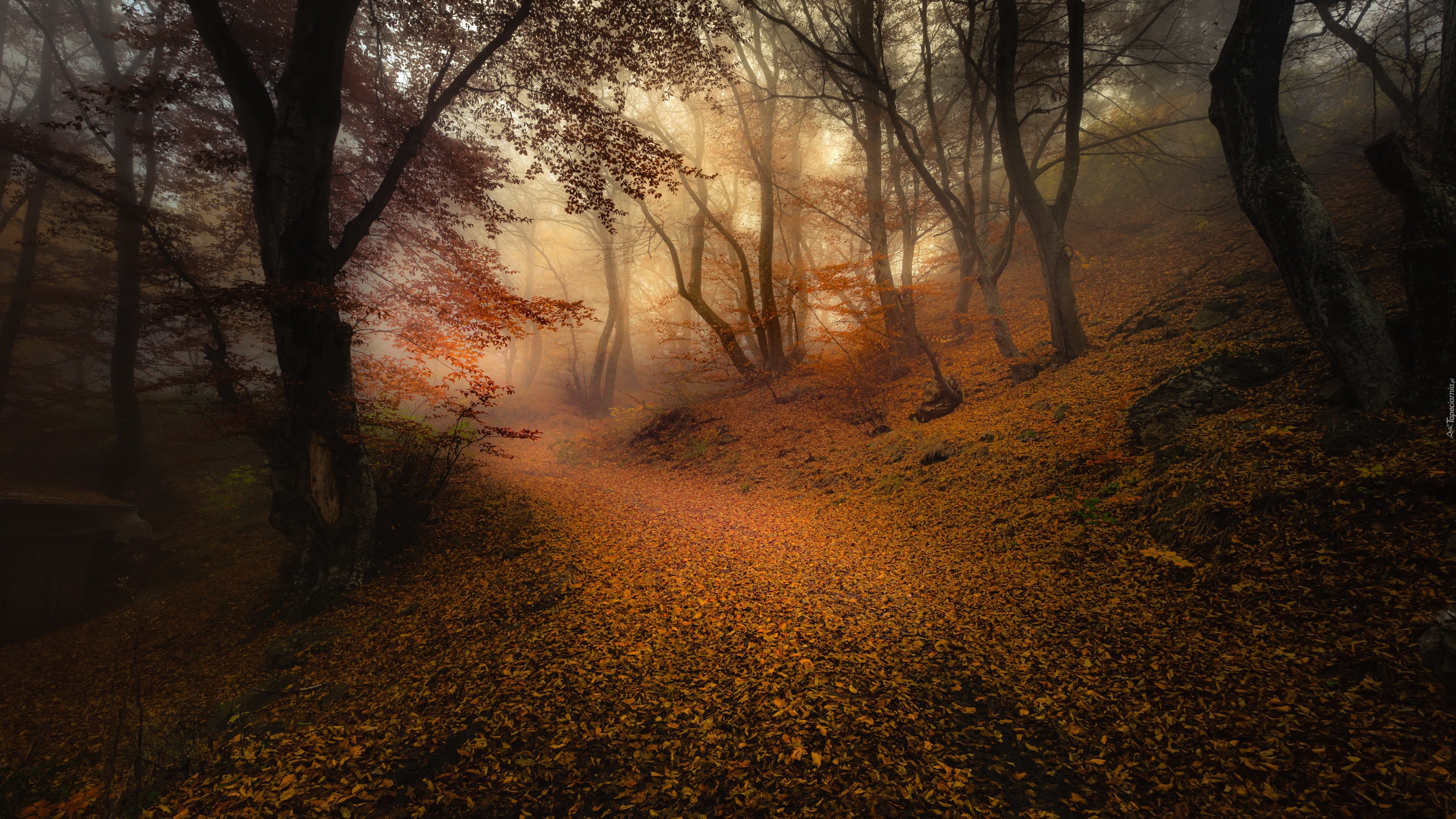 Fallen fall collection. Таинственный осенний лес в тумане. Лесная дорога в тумане. Таинственная осень. Осень загадочные фото.