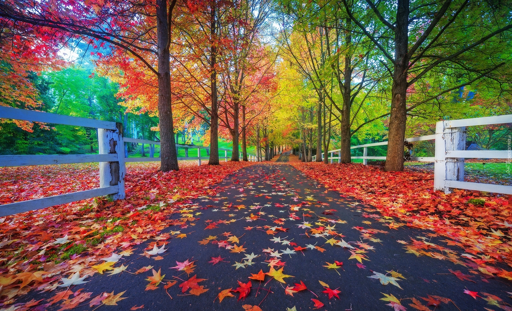 Park, Drzewa, Droga, Jesień, Liście, Ogrodzenie