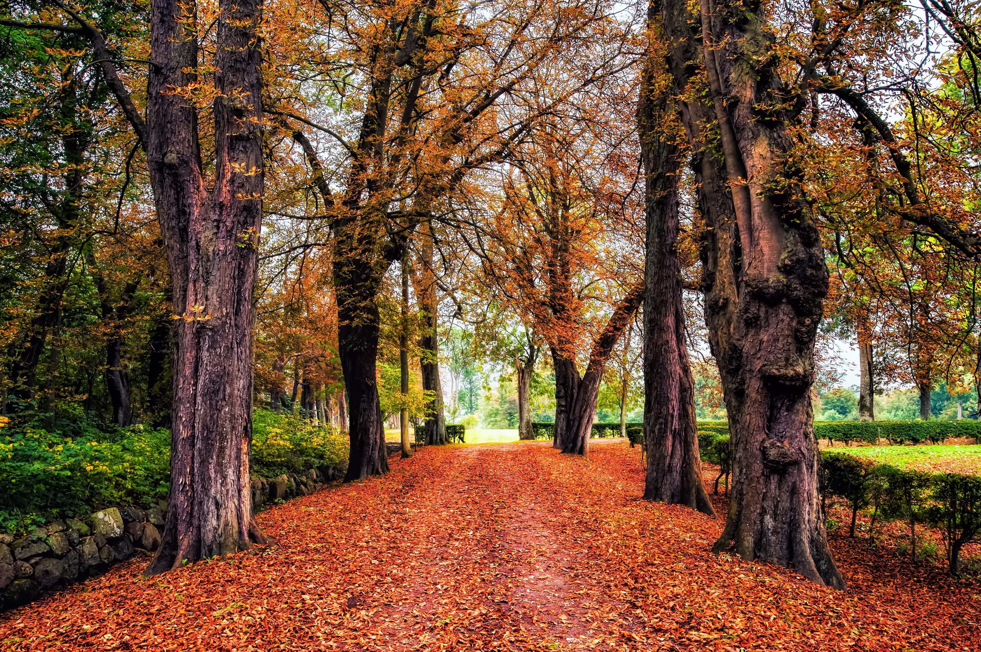 Park, Drzewa, Aleja, Opadłe, Liście, Jesień