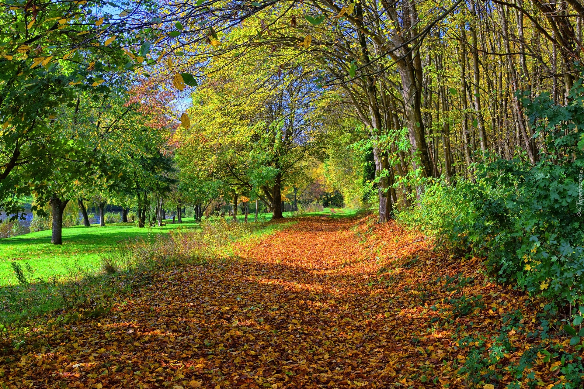 Park, Droga, Opadłe, Liście, Drzewa