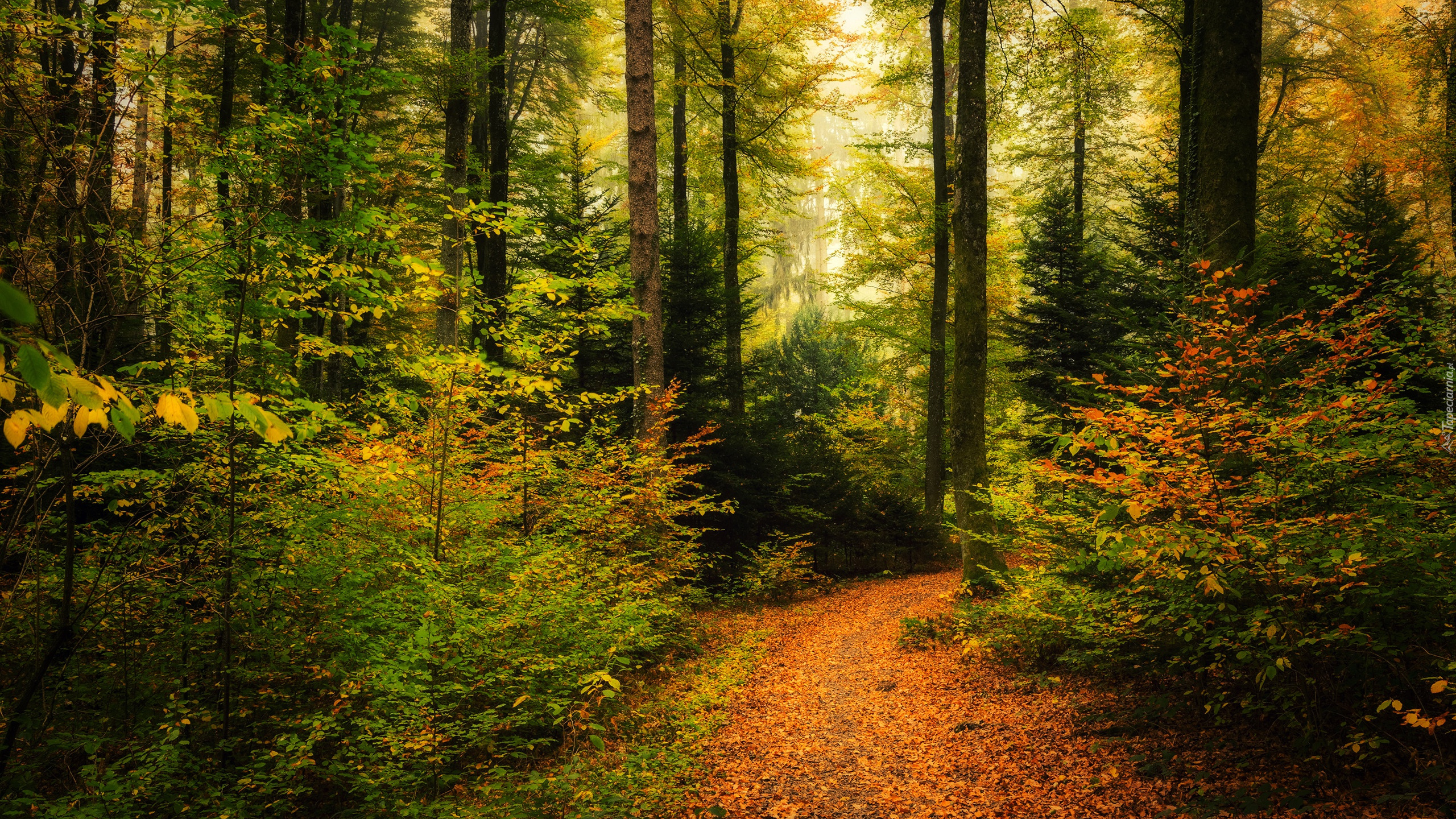 Las, Drzewa, Jesień, Ścieżka, Opadłe, Liście