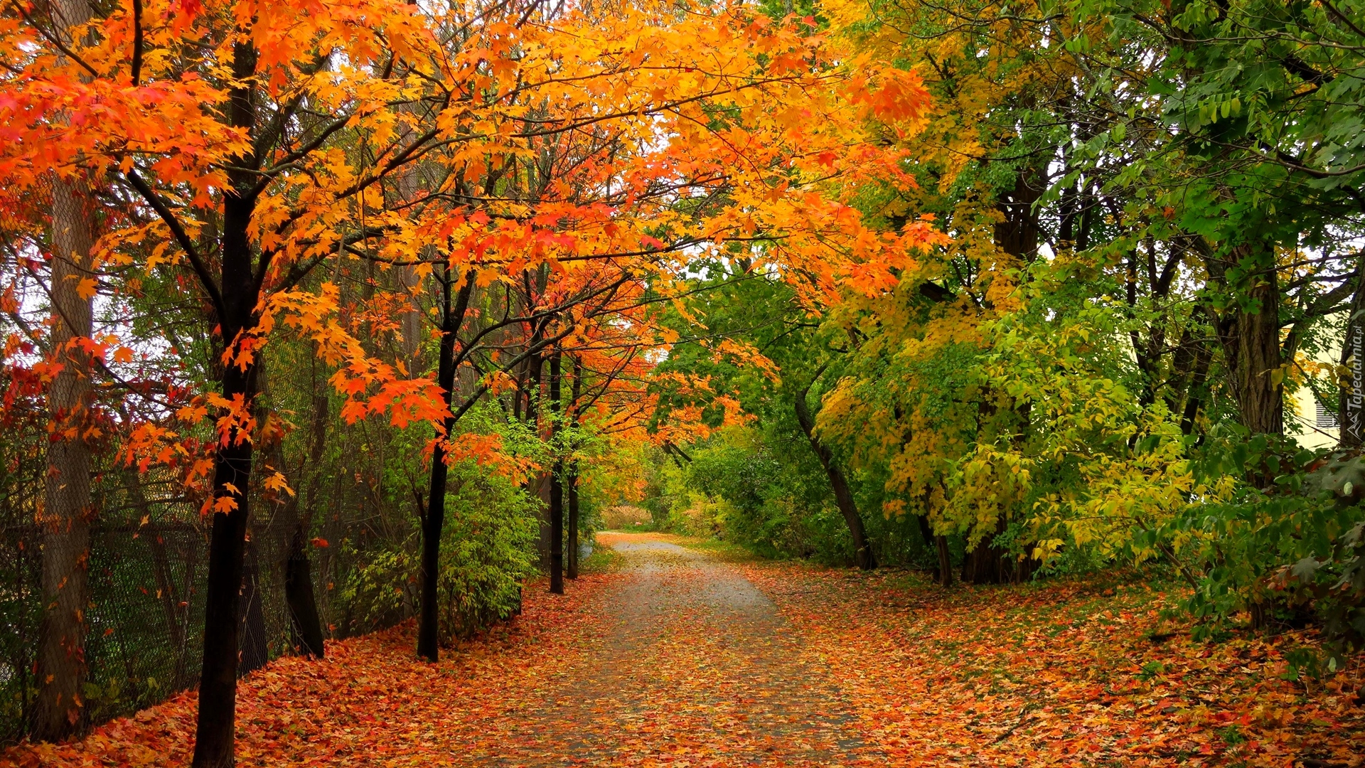 Park, Drzewa, Droga, Jesień, Kolorowe, Liście