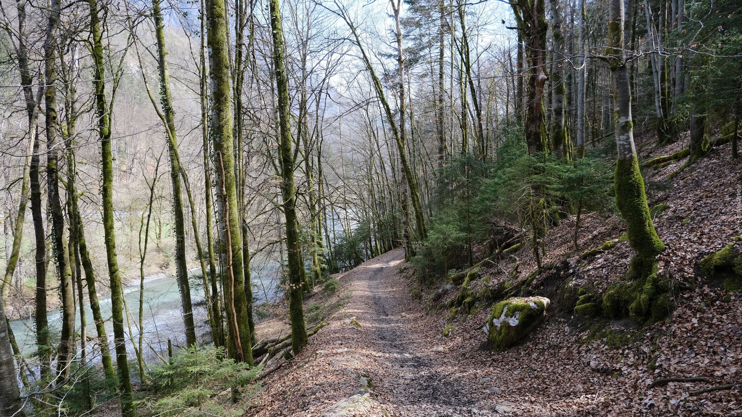 Drzewa, Las, Ścieżka, Rzeka