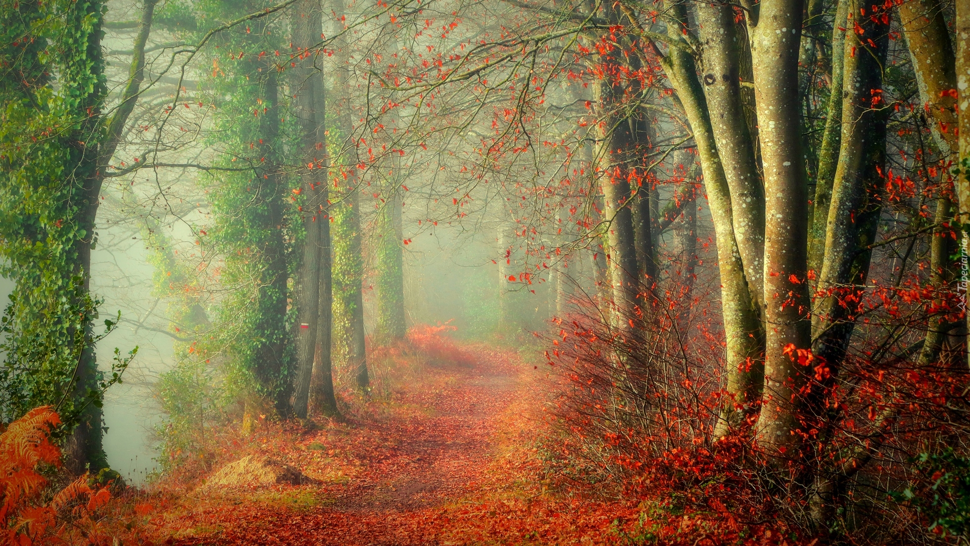 Las, Ścieżka, Jesień, Roślinność, Liście, Mgła