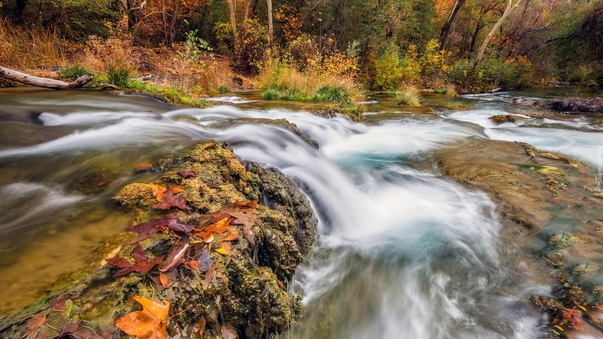 Las, Drzewa, Potok, Fossil Creek, Kamienie, Liście, Arizona, Stany Zjednoczone