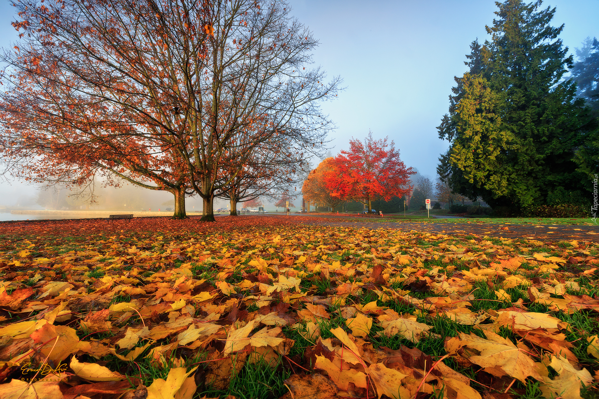 Park, Drzewa, Ławka, Jesień, Opadłe, Liście