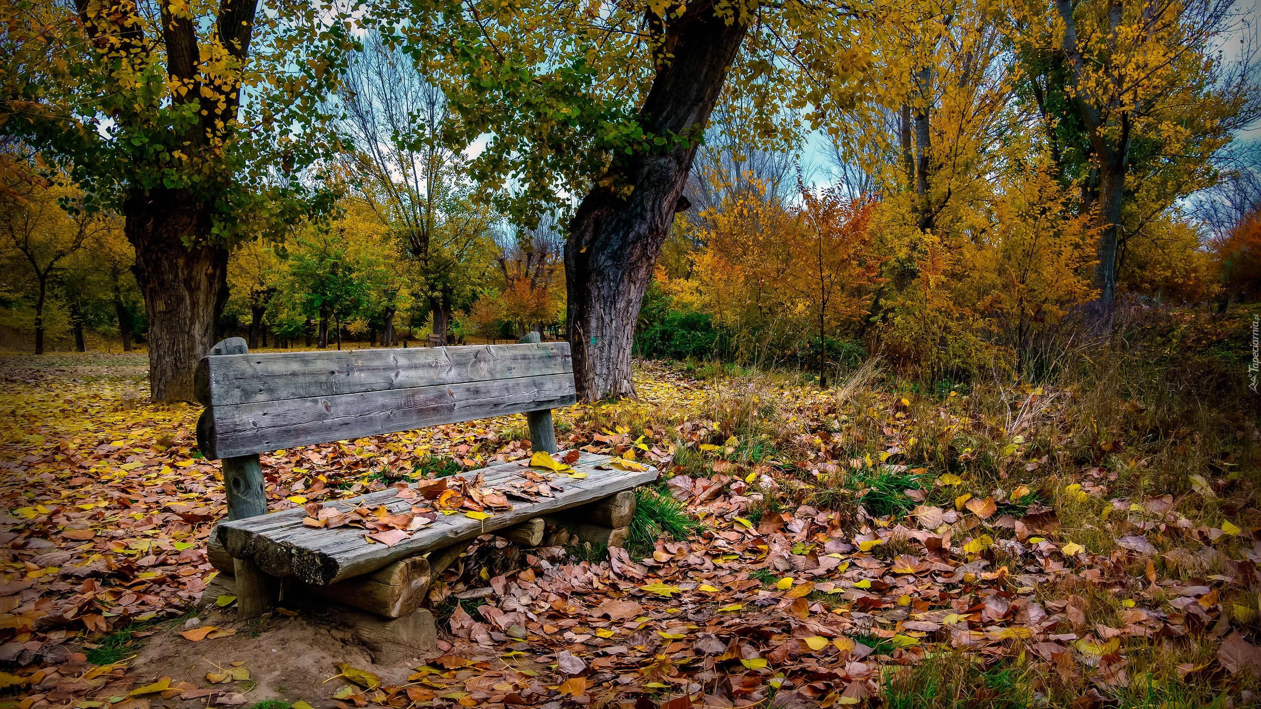 Jesień, Park, Drzewa, Liście, Ławka