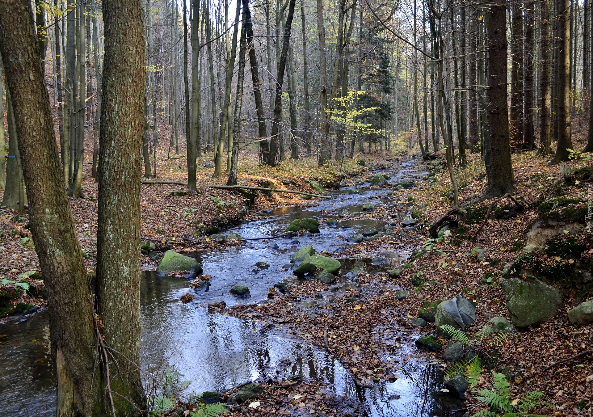 Jesień, Las, Strumień, Rzeka, Opadłe, Liście