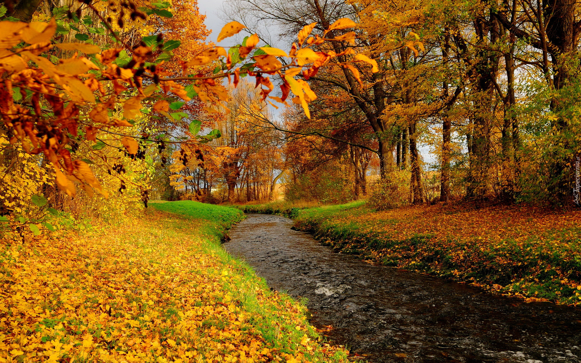 Jesień, Rzeka, Drzewa, Opadłe, Liście